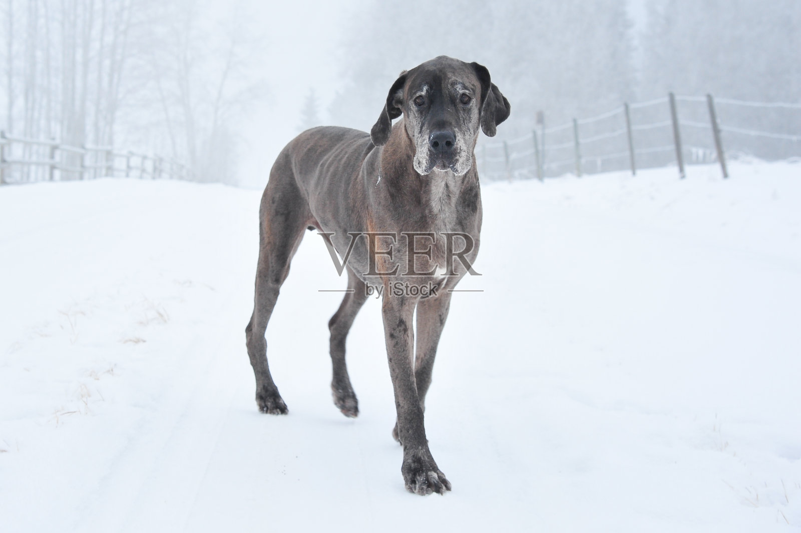 大丹犬的冬天照片摄影图片