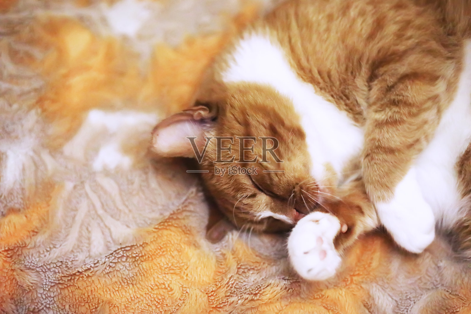姜黄色的猫睡在柔软的白色毯子上，舒适的家和放松的概念，可爱的红色或姜黄色的小猫。照片摄影图片