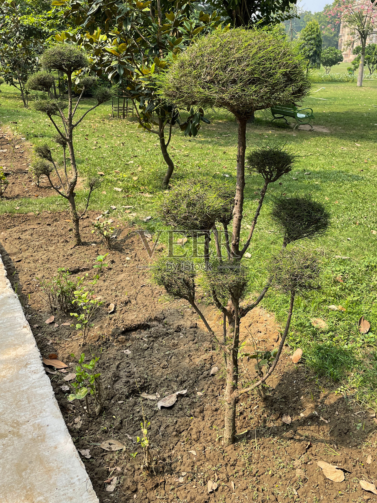 印度新德里，洛迪花园公共公园、历史悠久的陵墓、绿色草坪、培育的花坛、修剪整齐的修剪树枝的云树的图像照片摄影图片