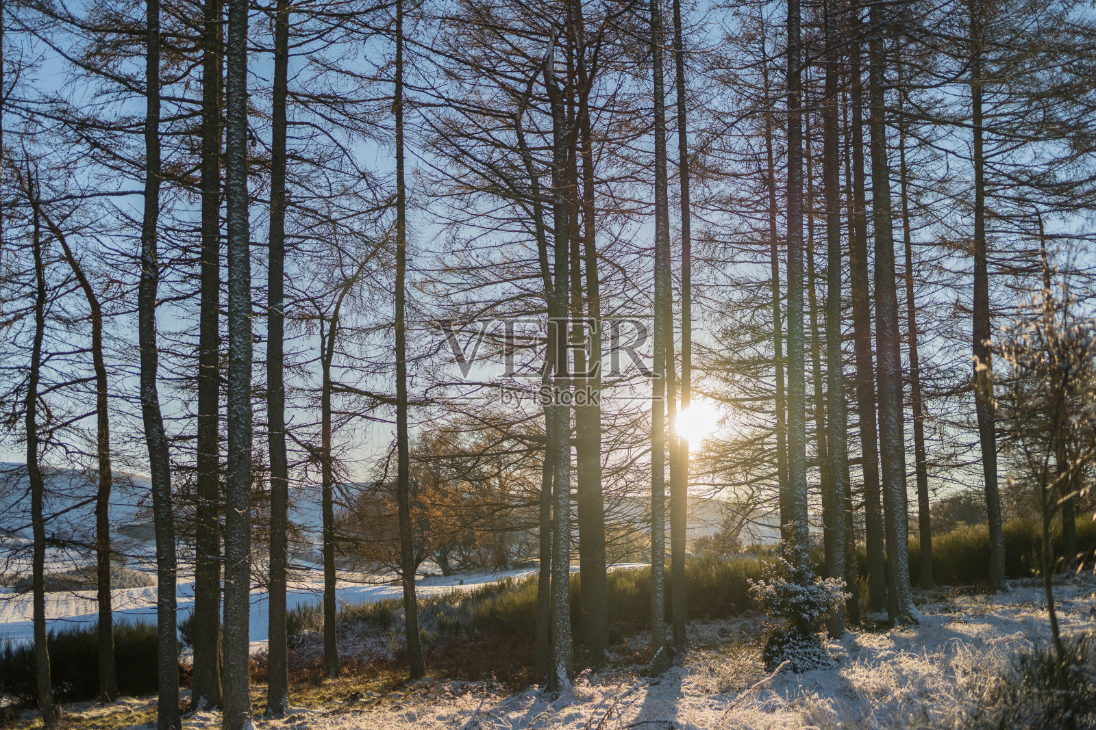 冬天早晨的阳光照过森林照片摄影图片