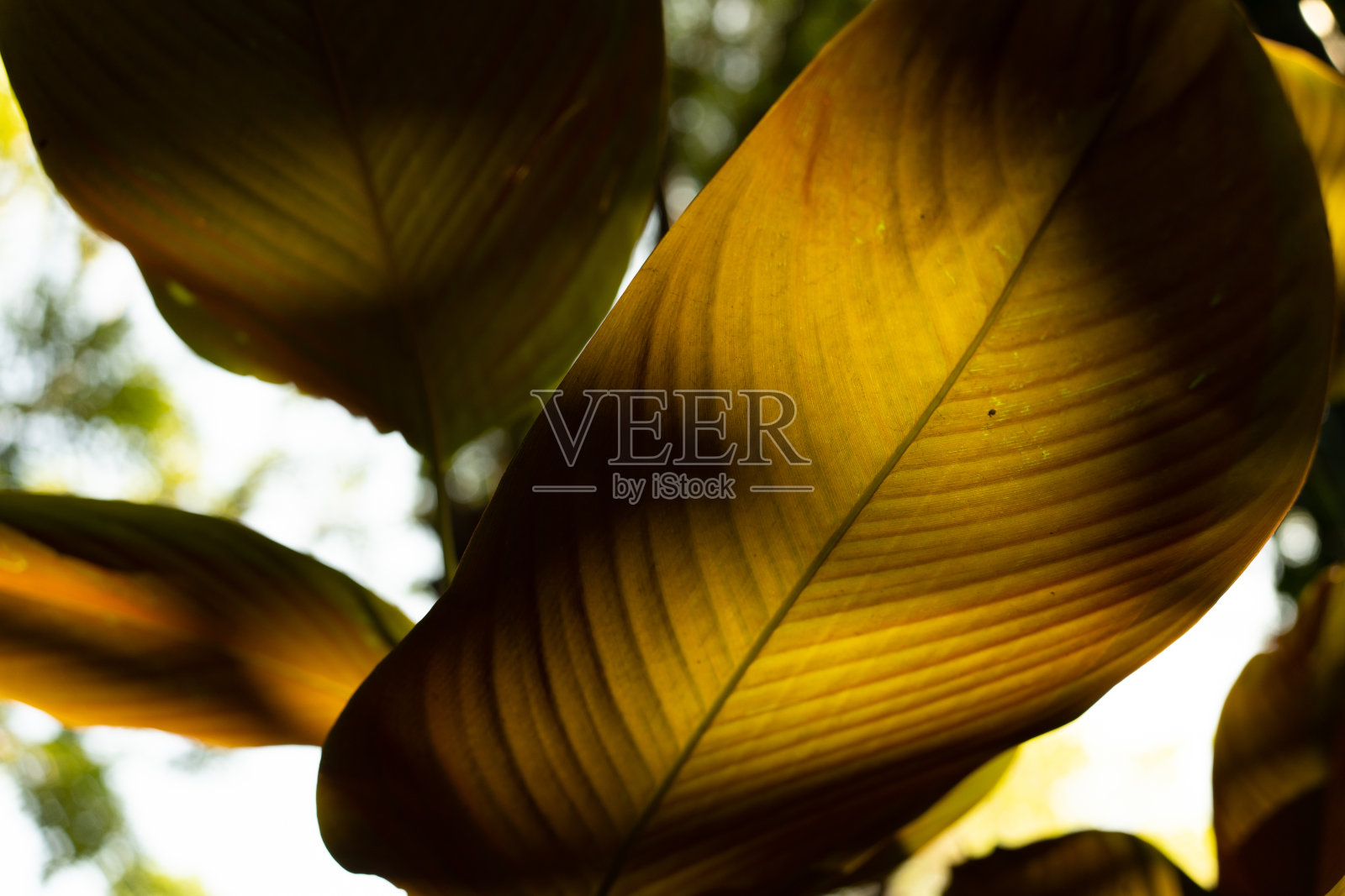 绿叶作为背景和壁纸。照片摄影图片