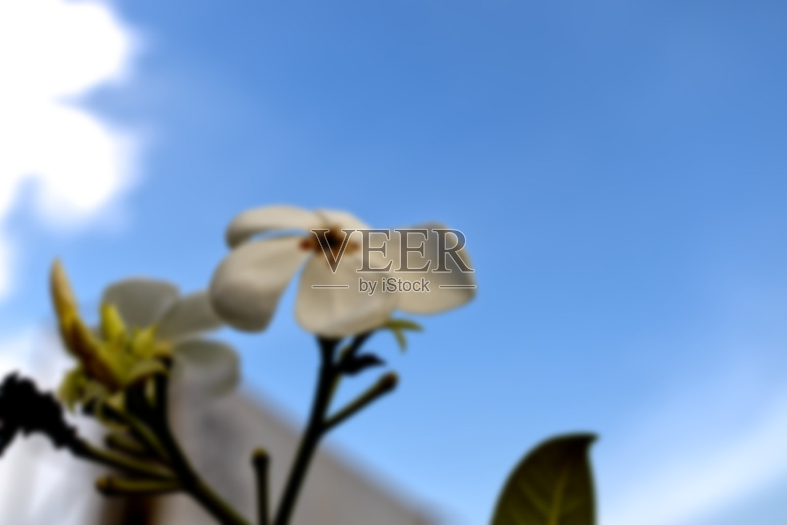 树楸花是白色的，黑色的中心，蓝色的天空作为背景照片摄影图片