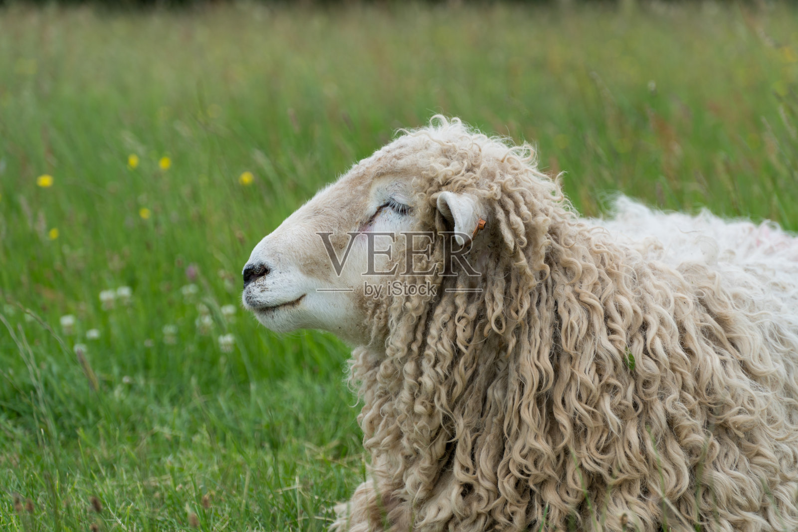 绿色草地上的成年绵羊照片摄影图片