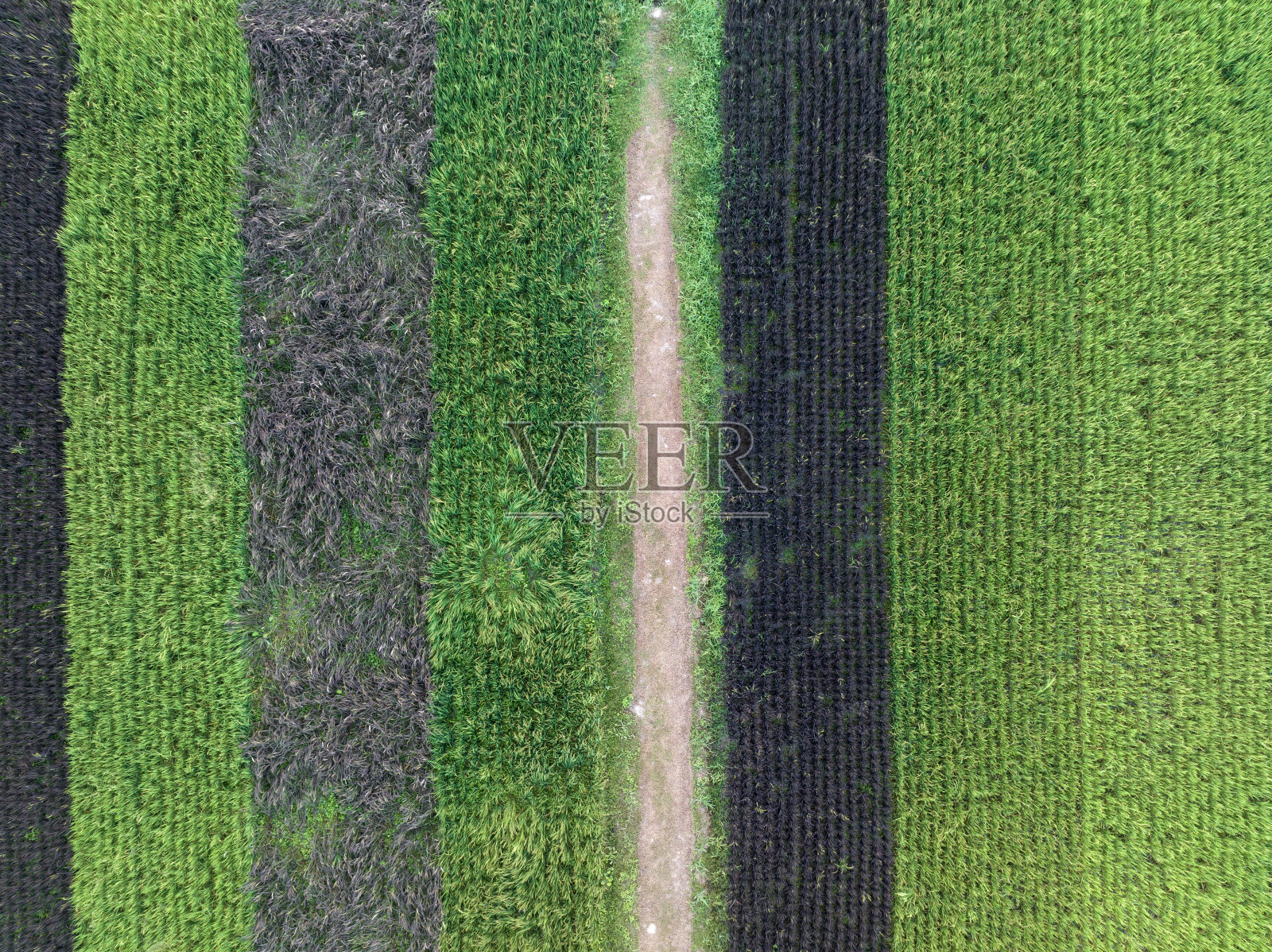 鸟瞰图的黑米或紫米之间种植的白米田在泰国。照片摄影图片