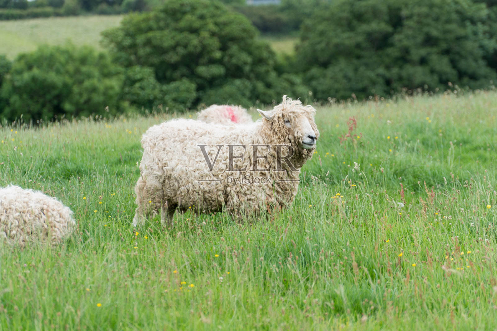 绿色草地上的成年绵羊照片摄影图片