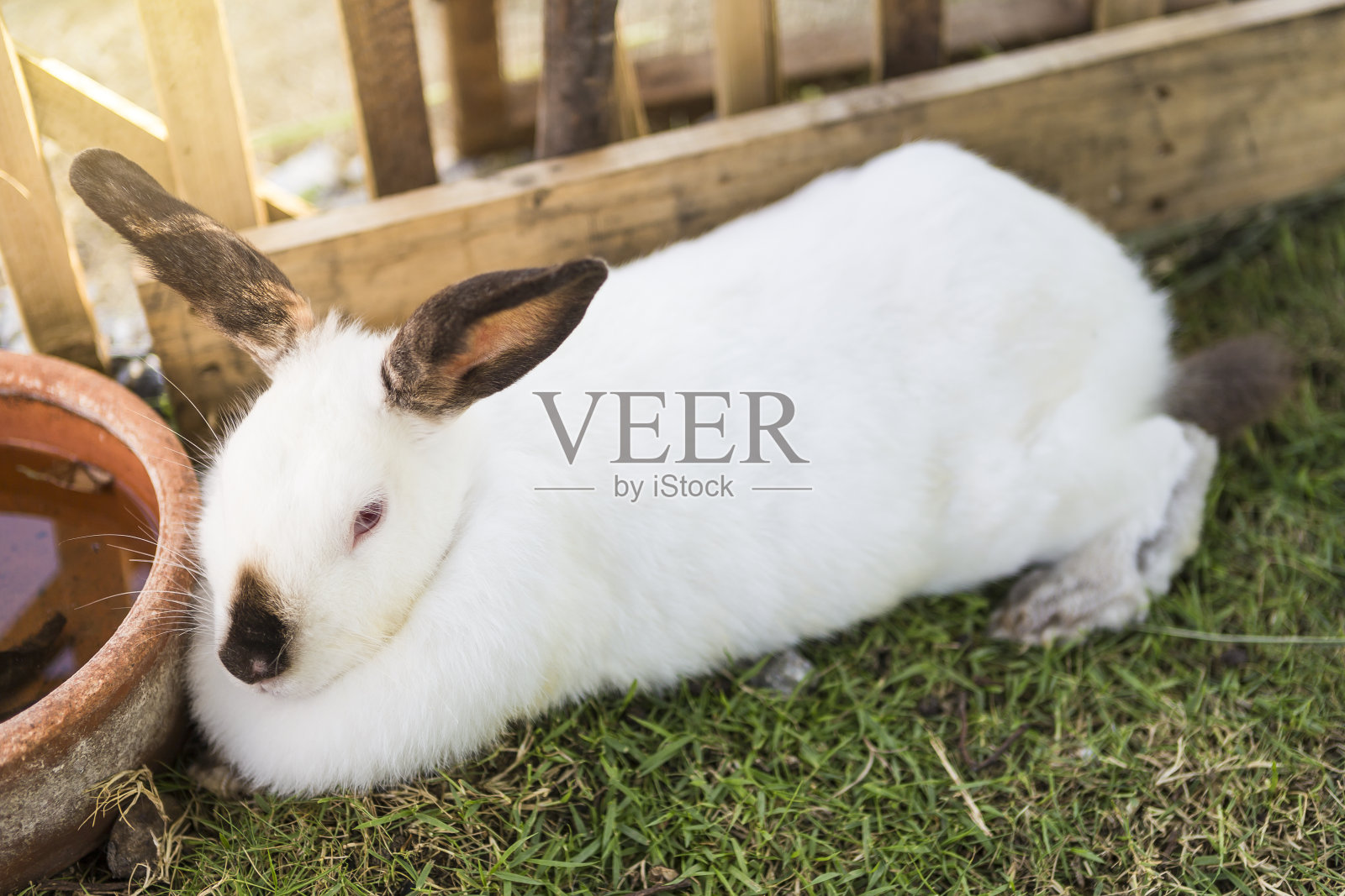 可爱的小白兔躺在模糊的木栅栏上照片摄影图片