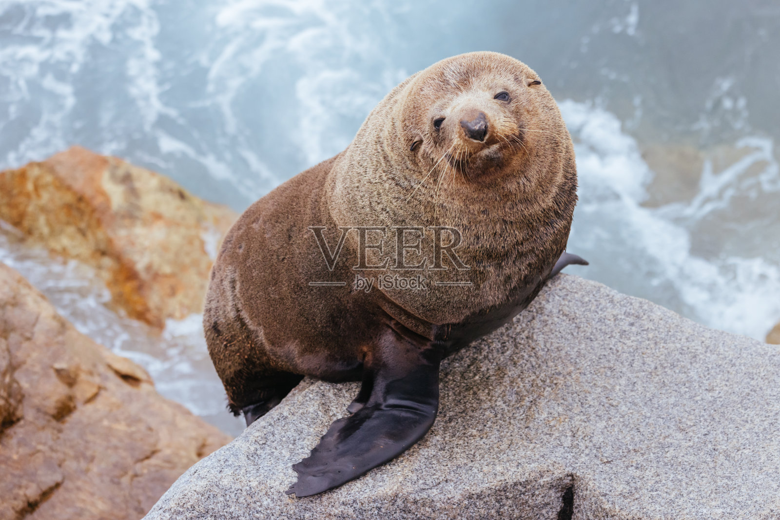 在澳大利亚Narooma的澳大利亚海狗照片摄影图片