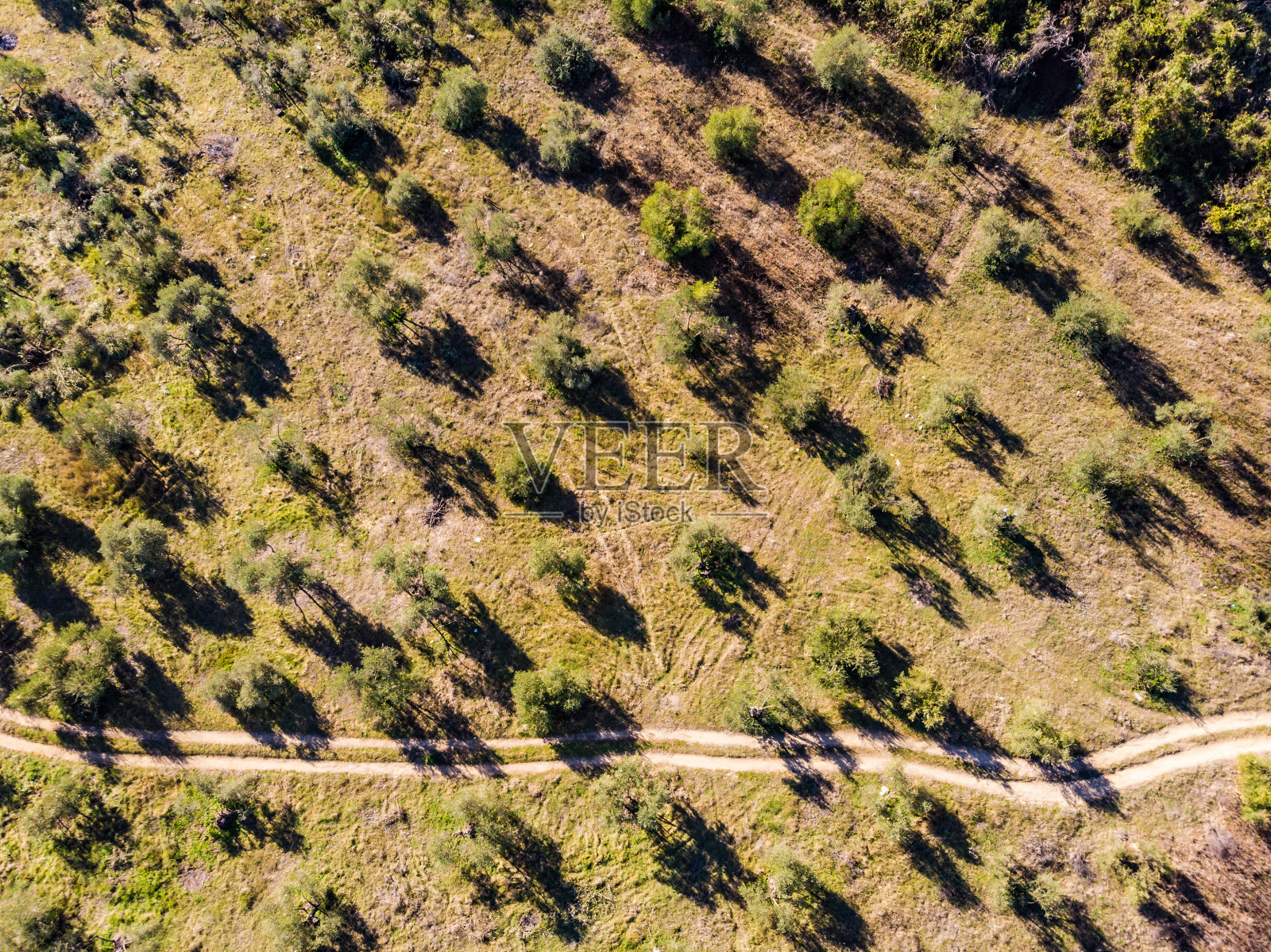 鸟瞰图。绿色的土地，果园的树木照片摄影图片