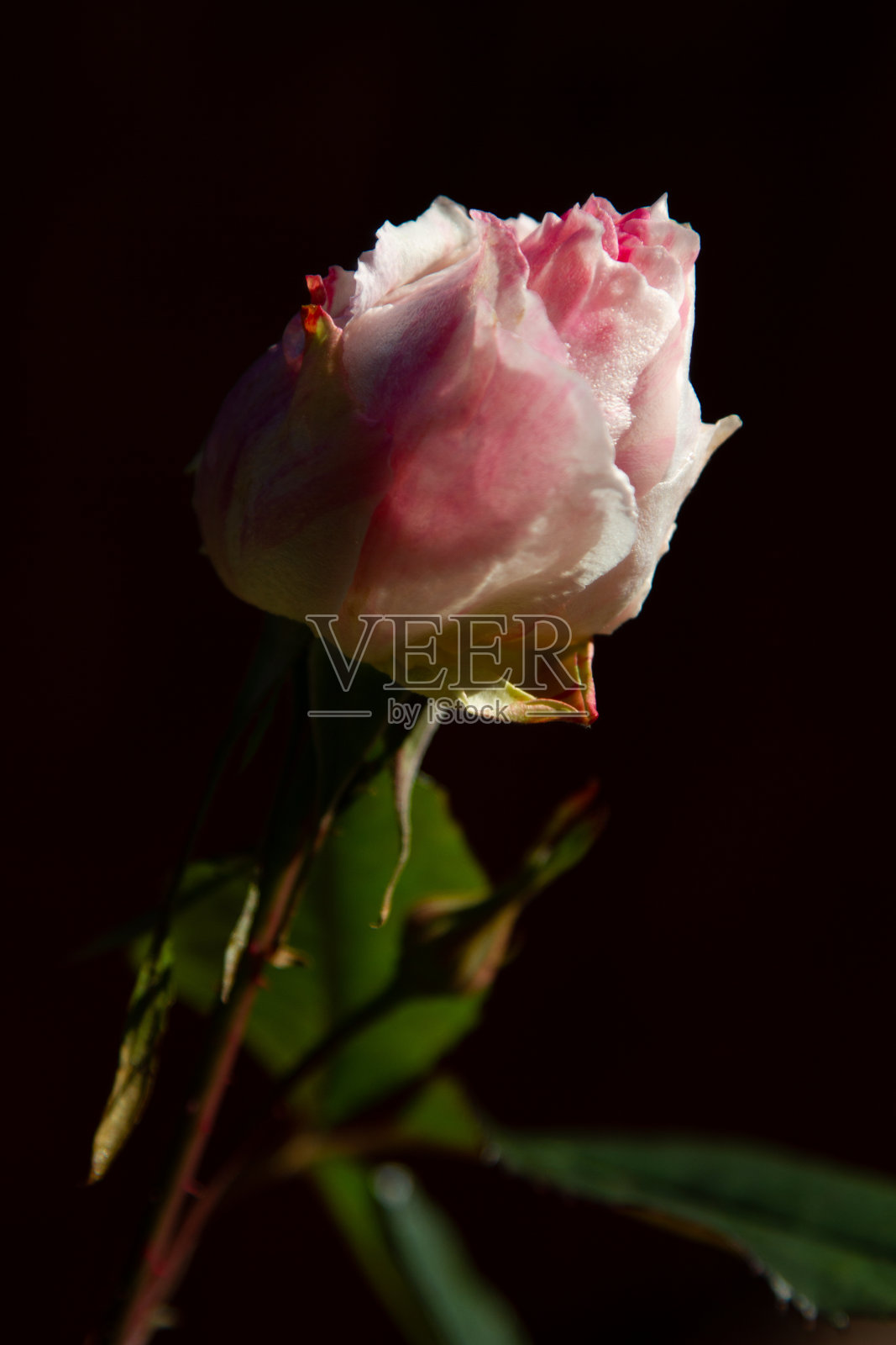 花园里盛开着美丽的玫瑰照片摄影图片