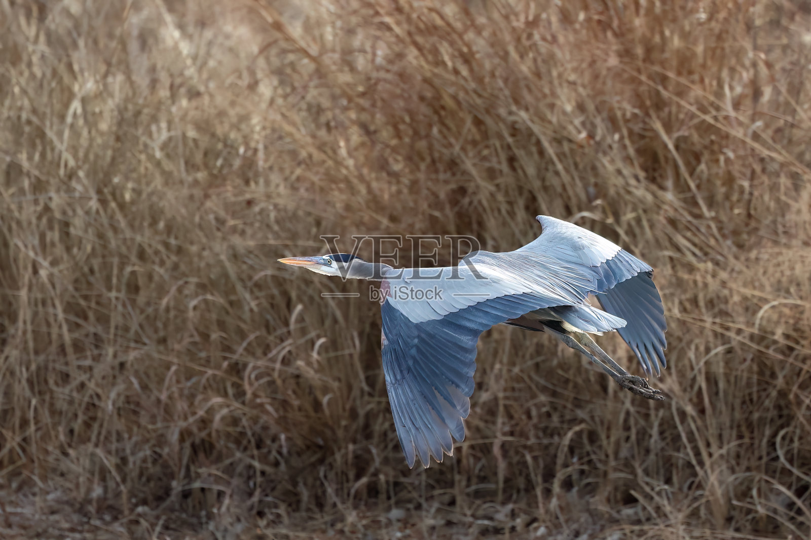 飞鹭照片摄影图片