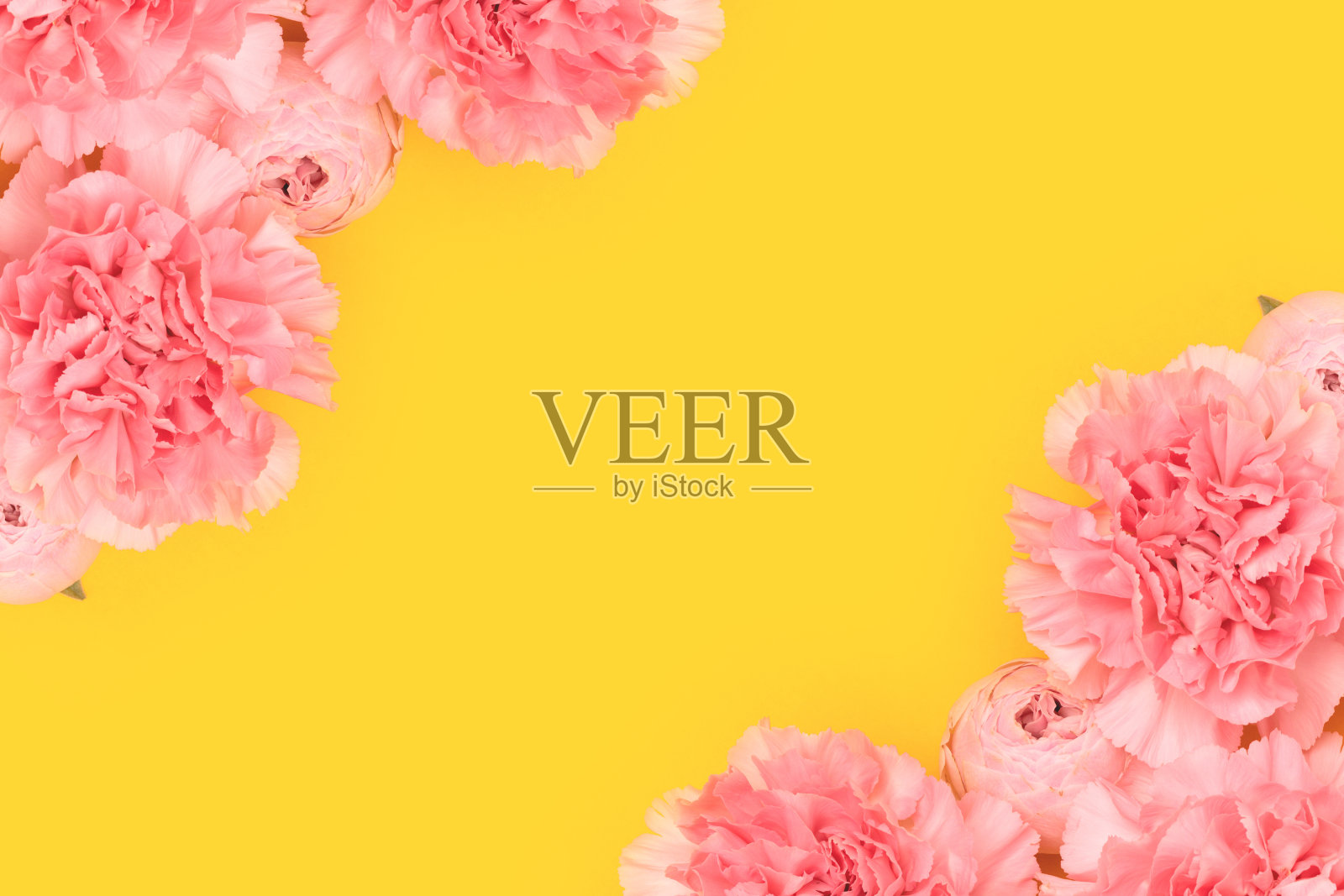 粉色康乃馨和玫瑰，黄色背景。照片摄影图片