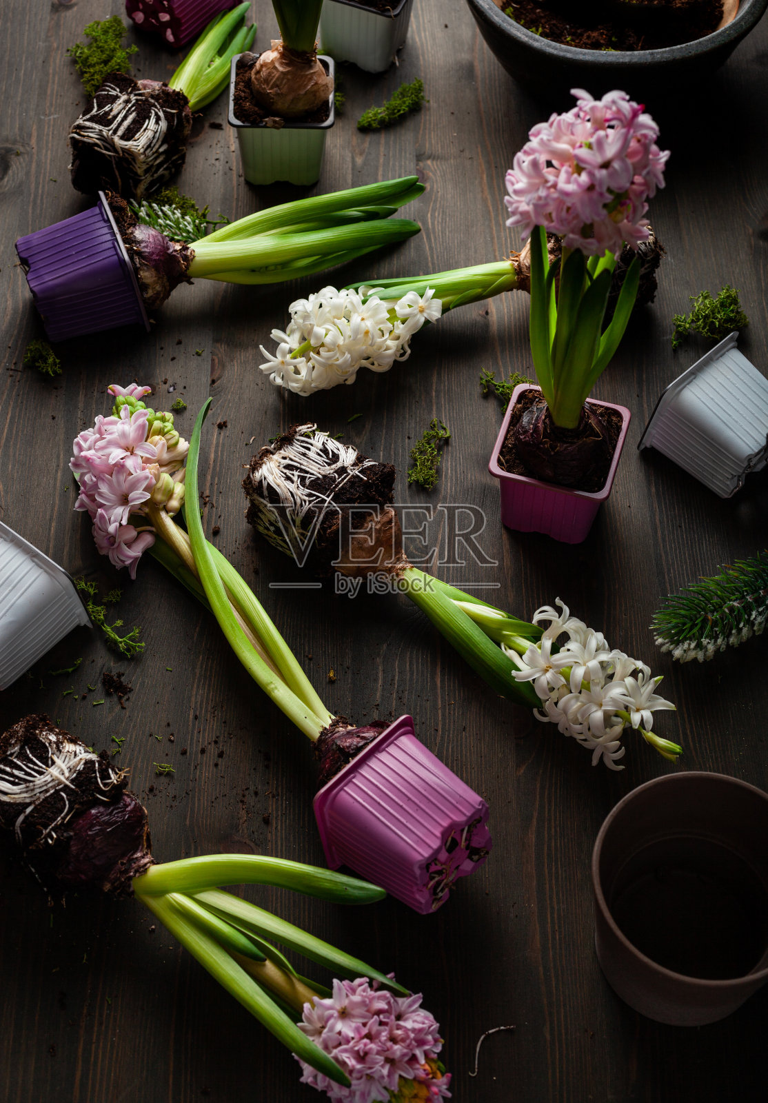 在黑色背景上种植冬季或春季花风信子，园艺概念照片摄影图片