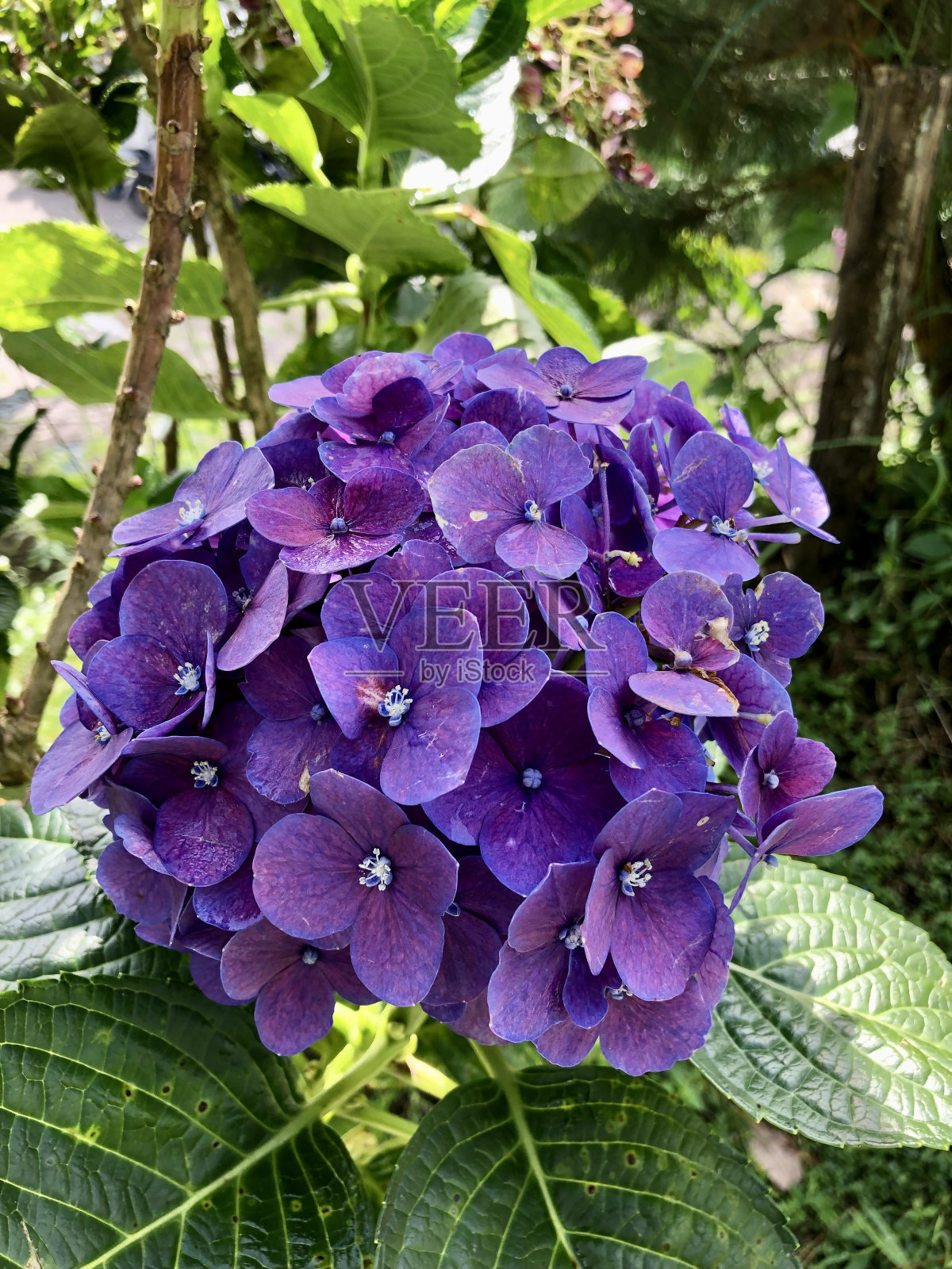 花照片摄影图片