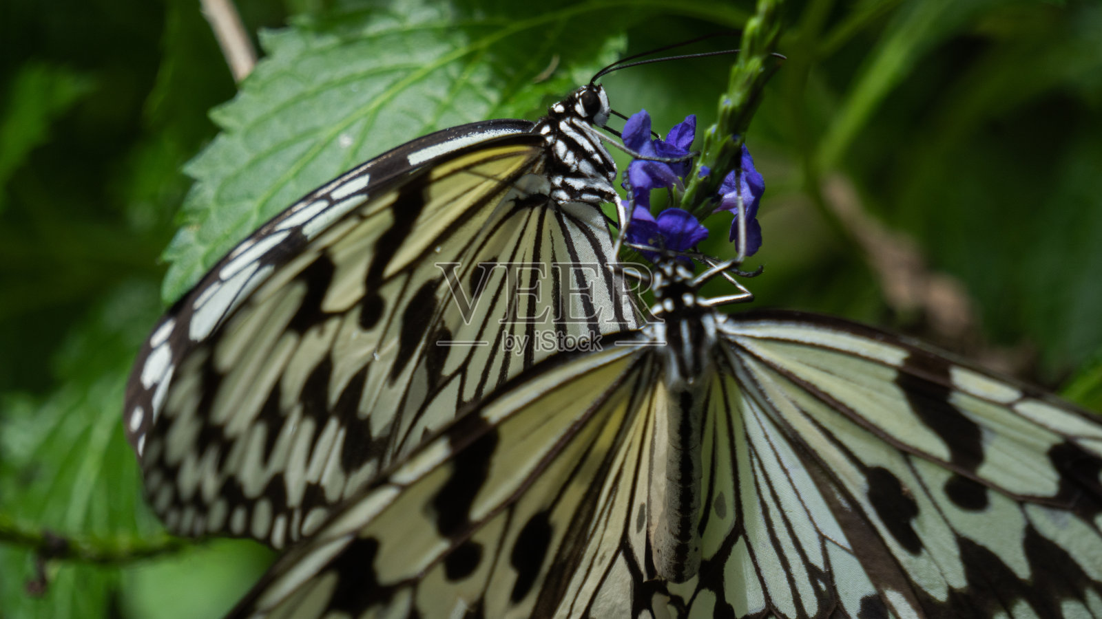 草地上的大蝴蝶照片摄影图片