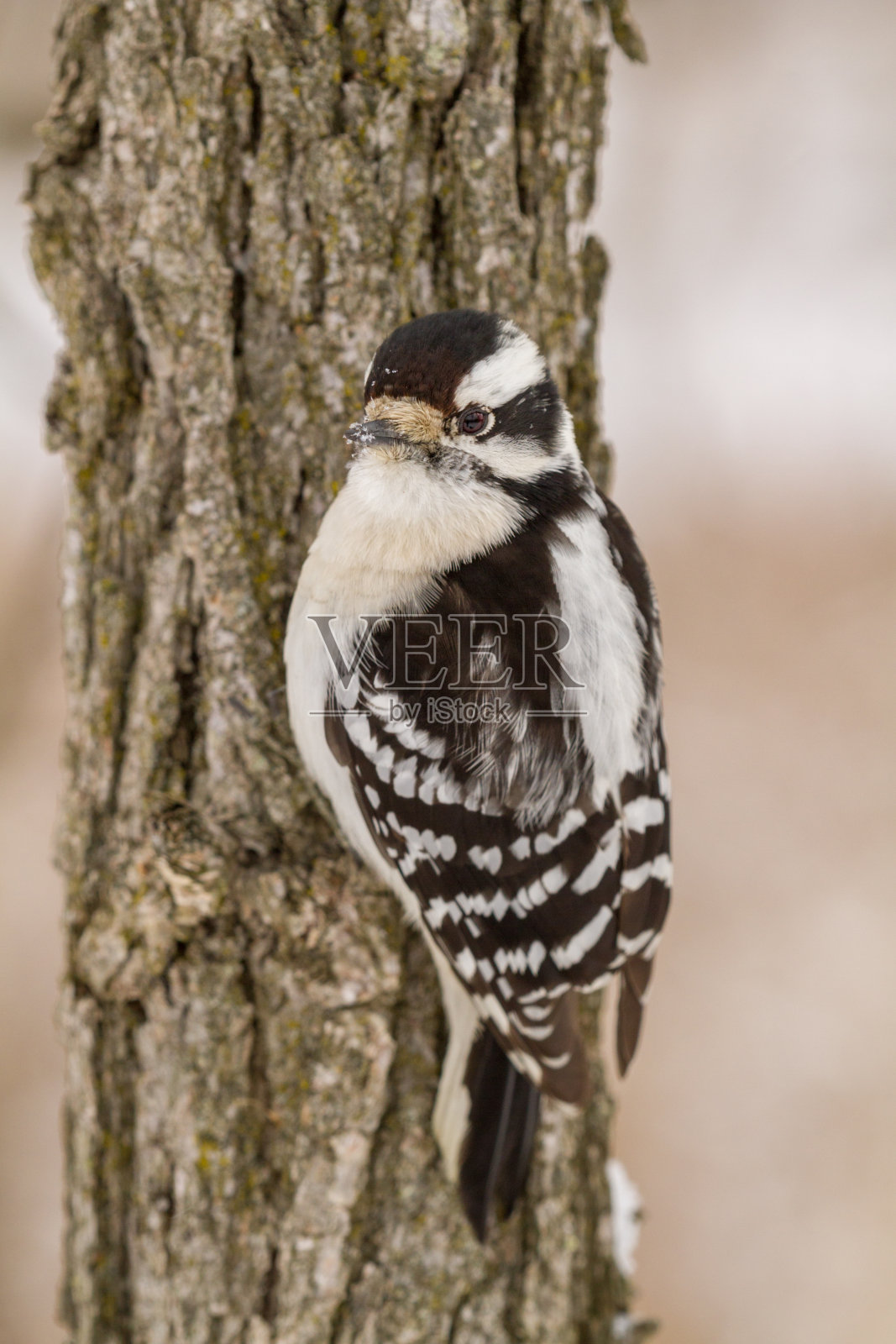 冬天树上一只毛茸茸的啄木鸟照片摄影图片