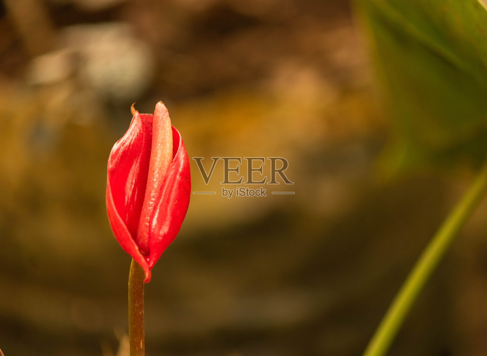 花园里的红掌花照片摄影图片