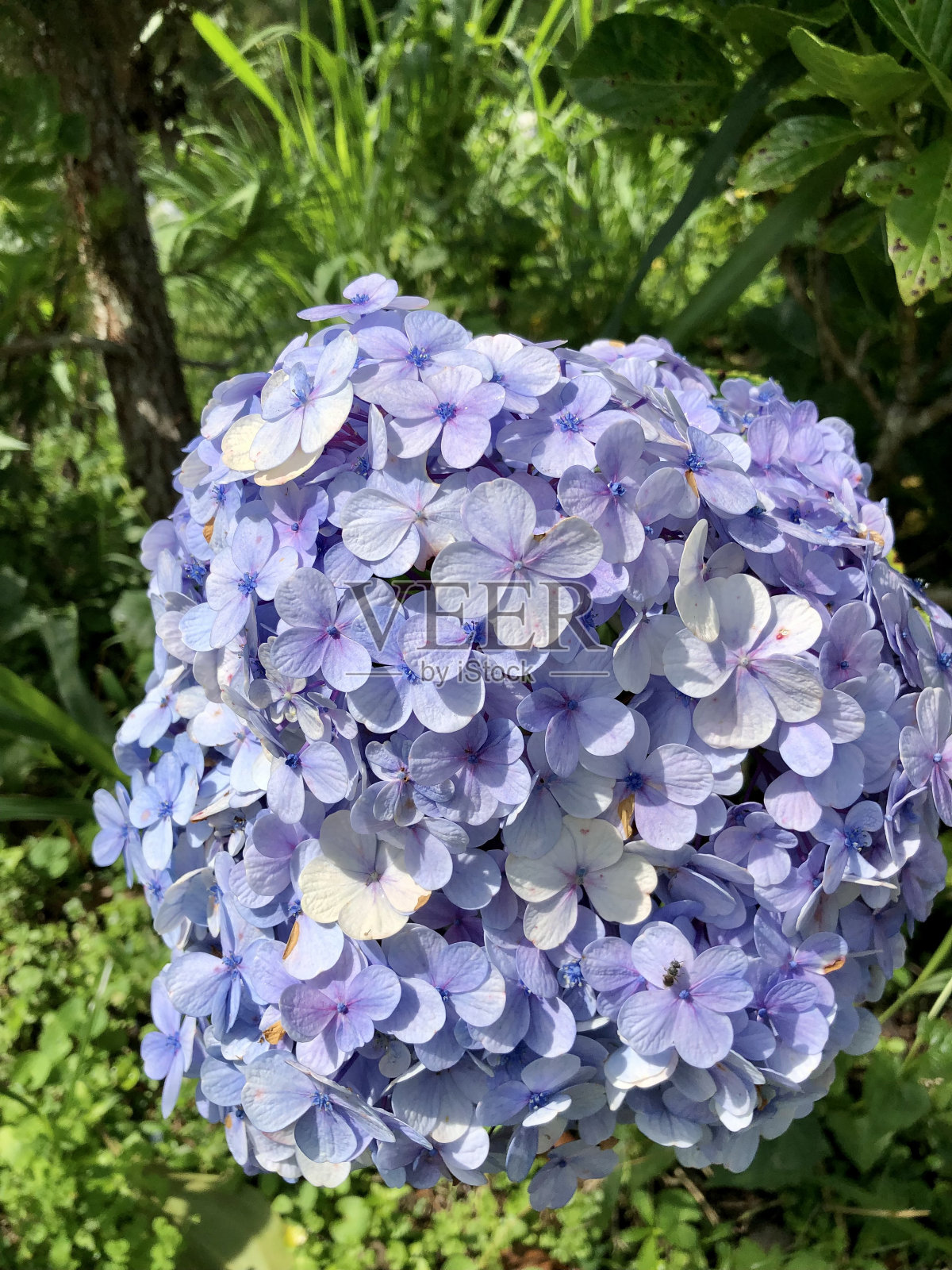 花照片摄影图片