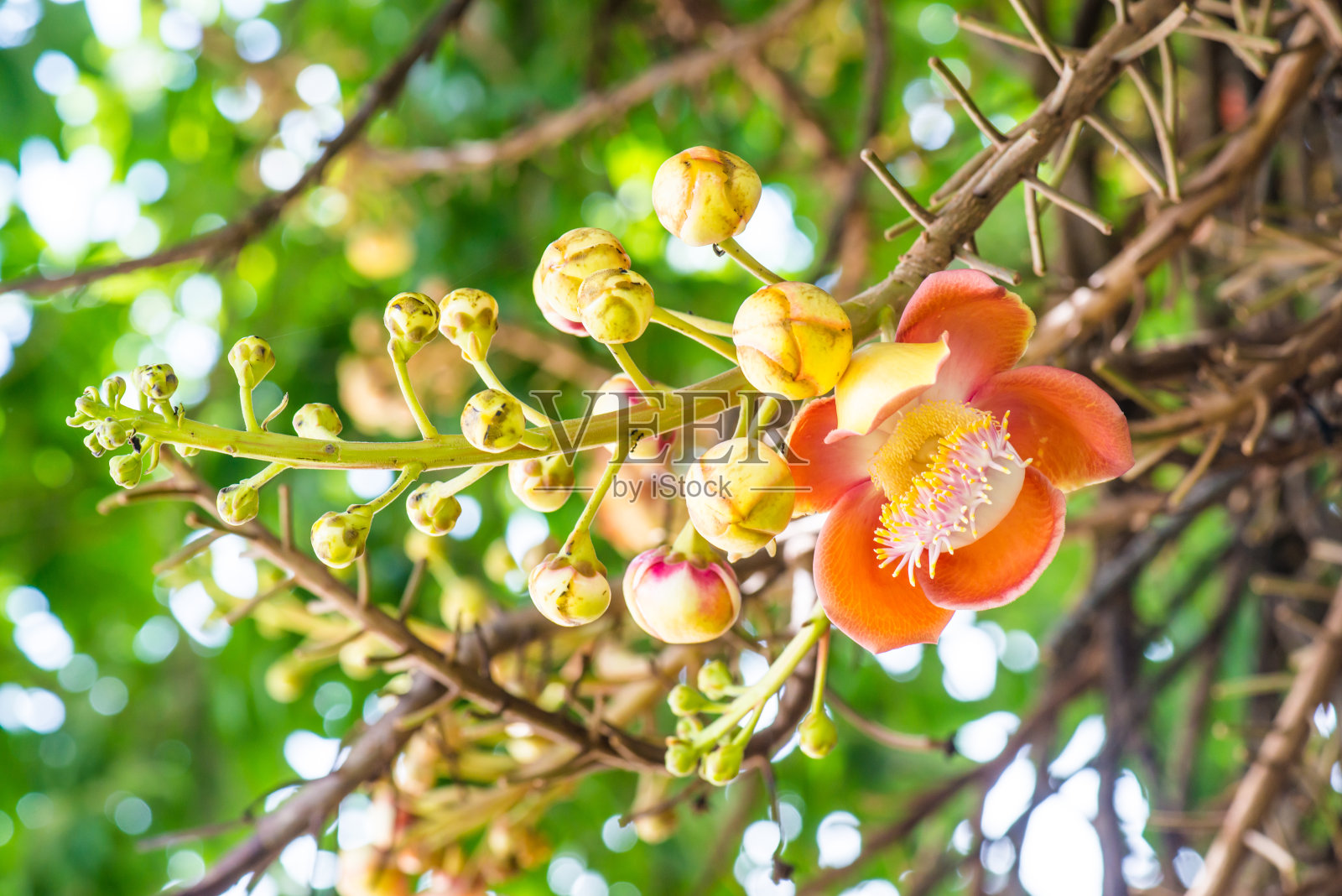 炮弹花或泰国语的萨尔花照片摄影图片