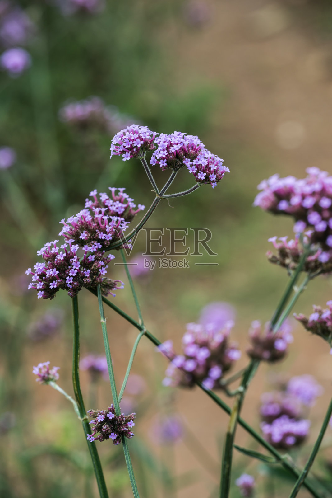 马鞭草是泰语照片摄影图片