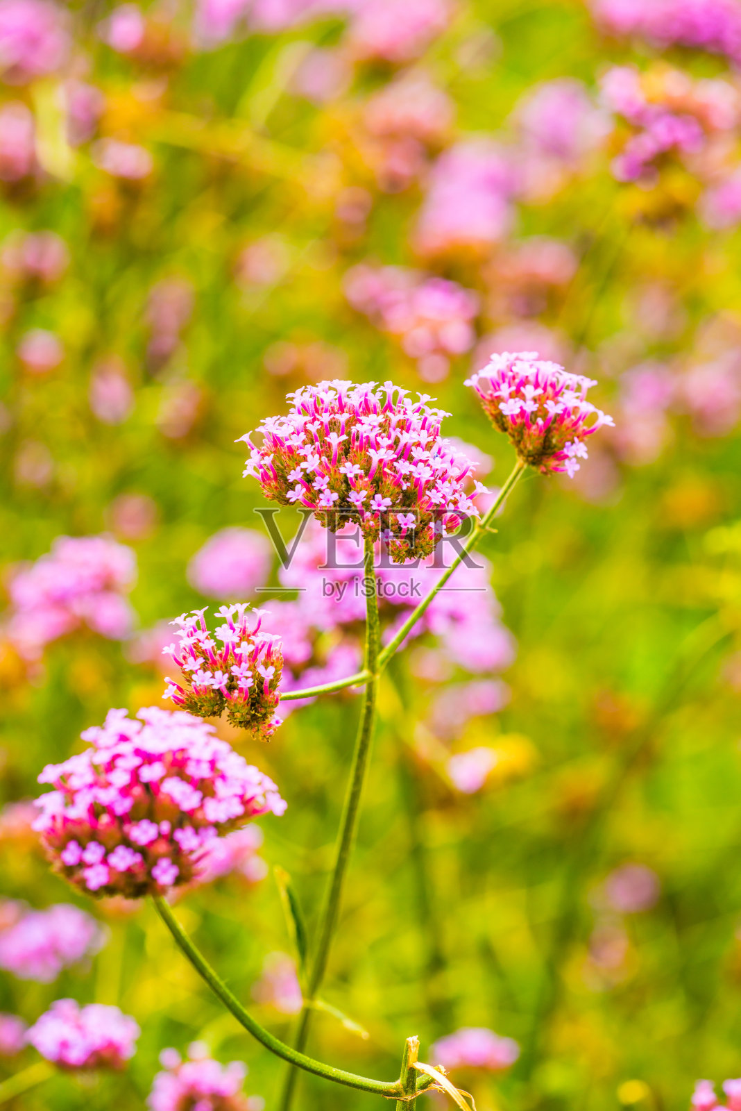 马鞭草是泰语照片摄影图片