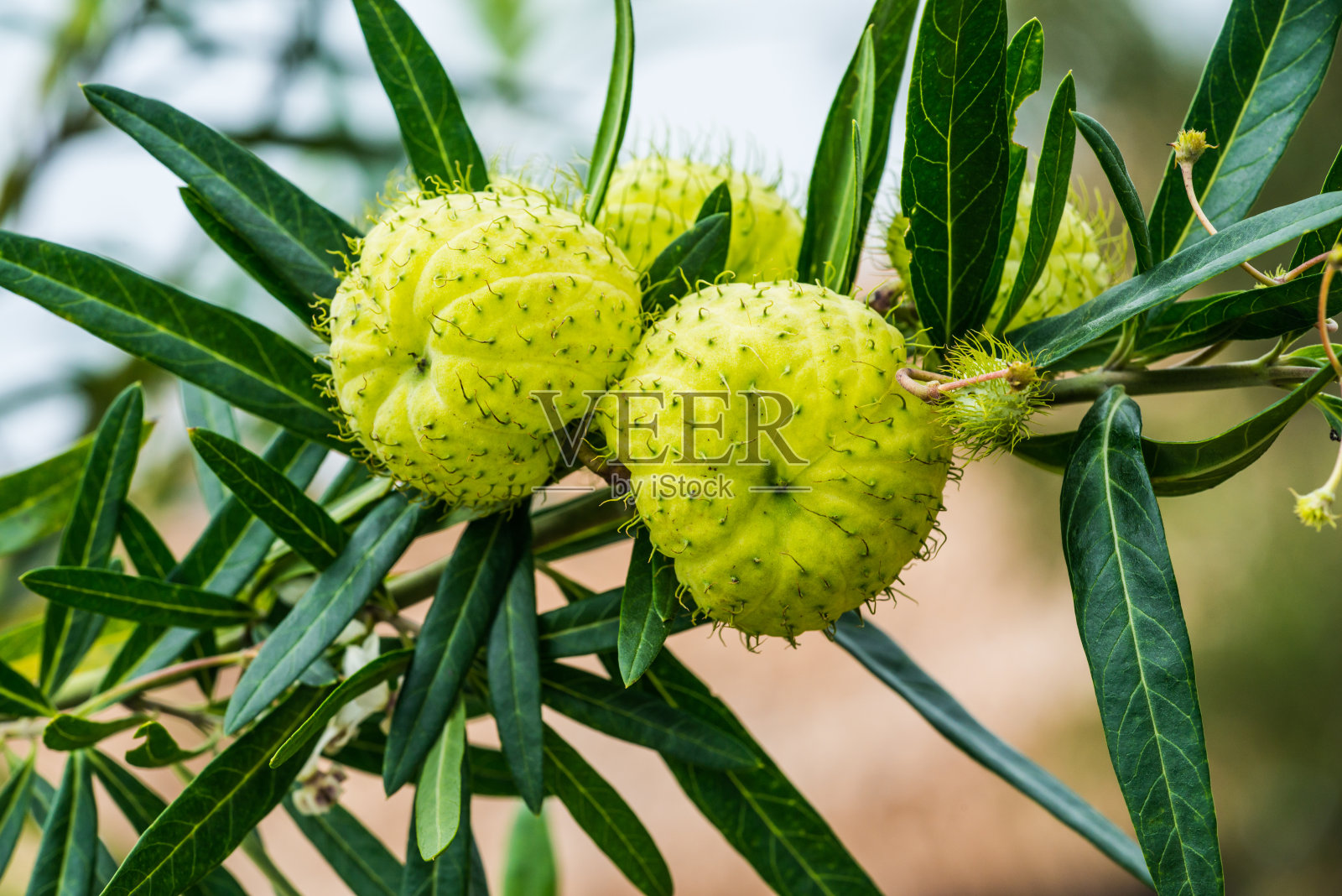 树上的绿色水果照片摄影图片