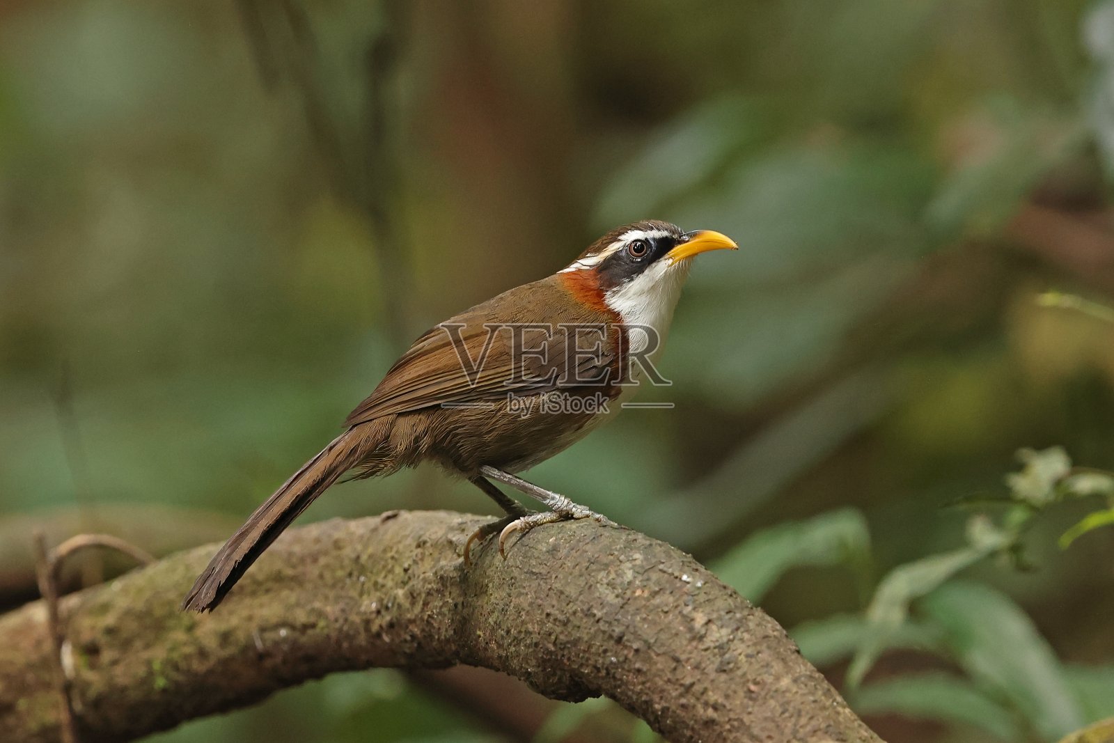 白眉弯刀牙鲆照片摄影图片