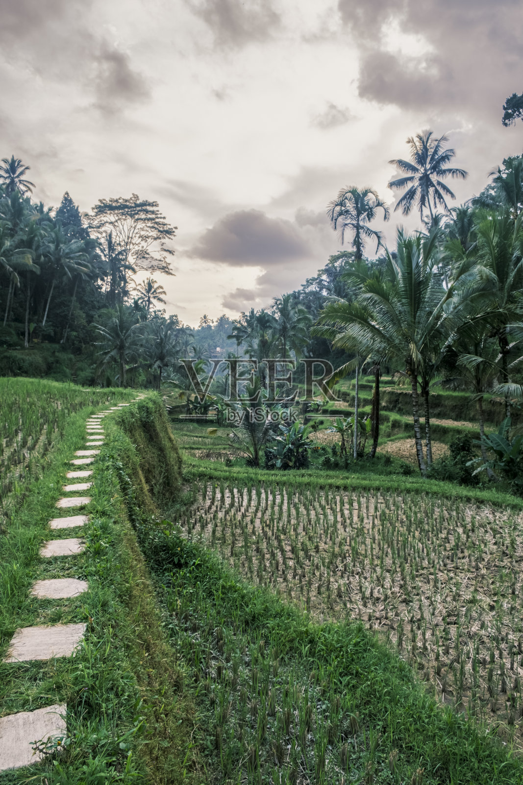 垂直拍摄的tegallalang水稻梯田在乌布岛在印度尼西亚巴厘岛。风景如画的层叠稻田，背景是棕榈树。巴厘岛的自然风光照片摄影图片