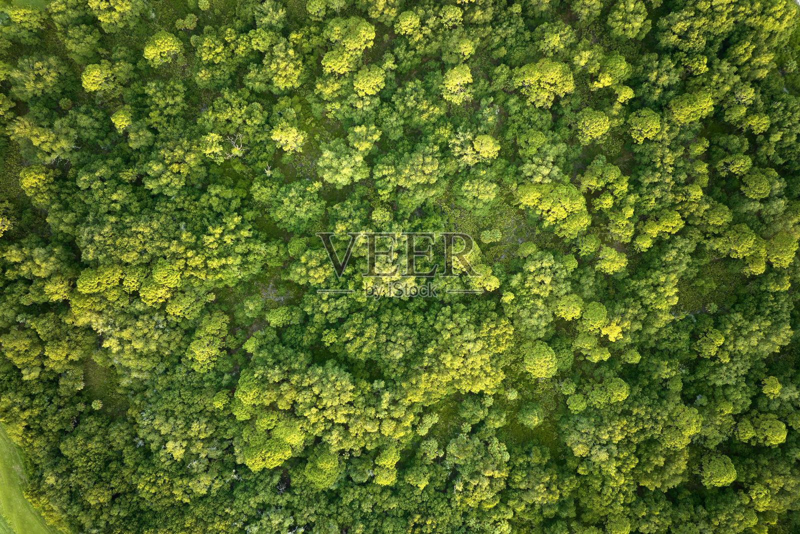 从顶部向下平坦的鸟瞰图的黑暗茂密的森林与绿色的树冠在夏天照片摄影图片