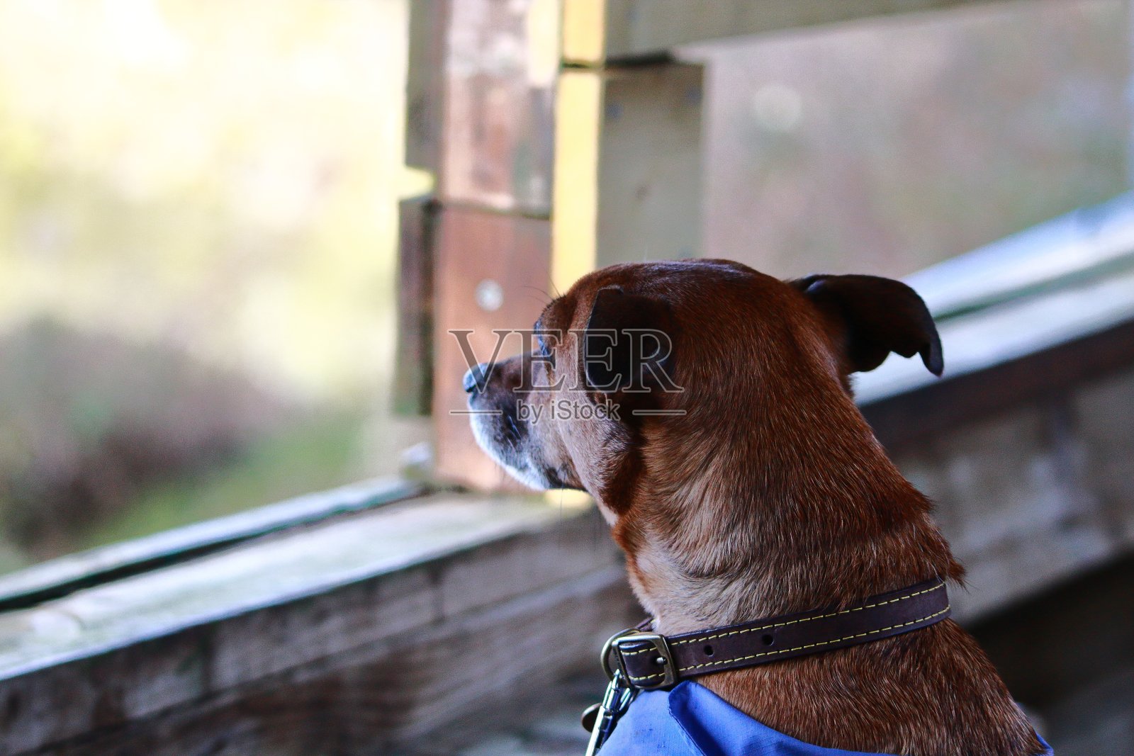 这是狗的生活照片摄影图片