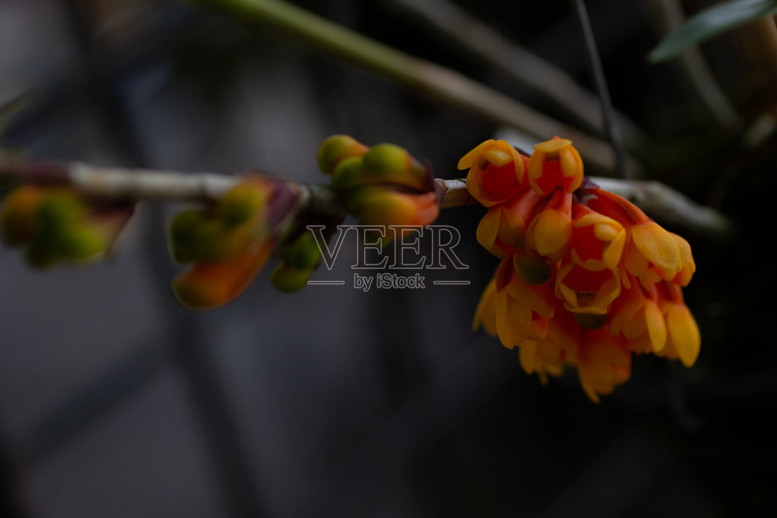 奇异的橙石斛照片摄影图片