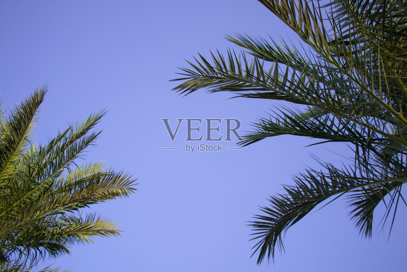 在埃及阳光明媚的天气里，棕榈树映衬着蓝天照片摄影图片