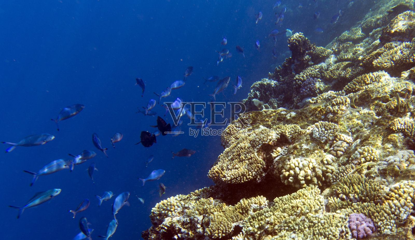 沙姆沙伊赫的珊瑚礁照片摄影图片