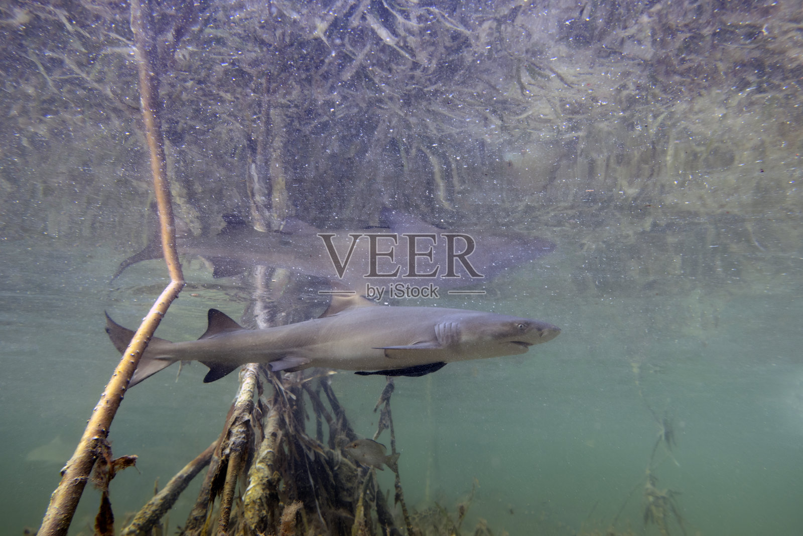 巴哈马群岛北比米尼红树林中的幼柠檬鲨(Negaprion brevirostris)照片摄影图片