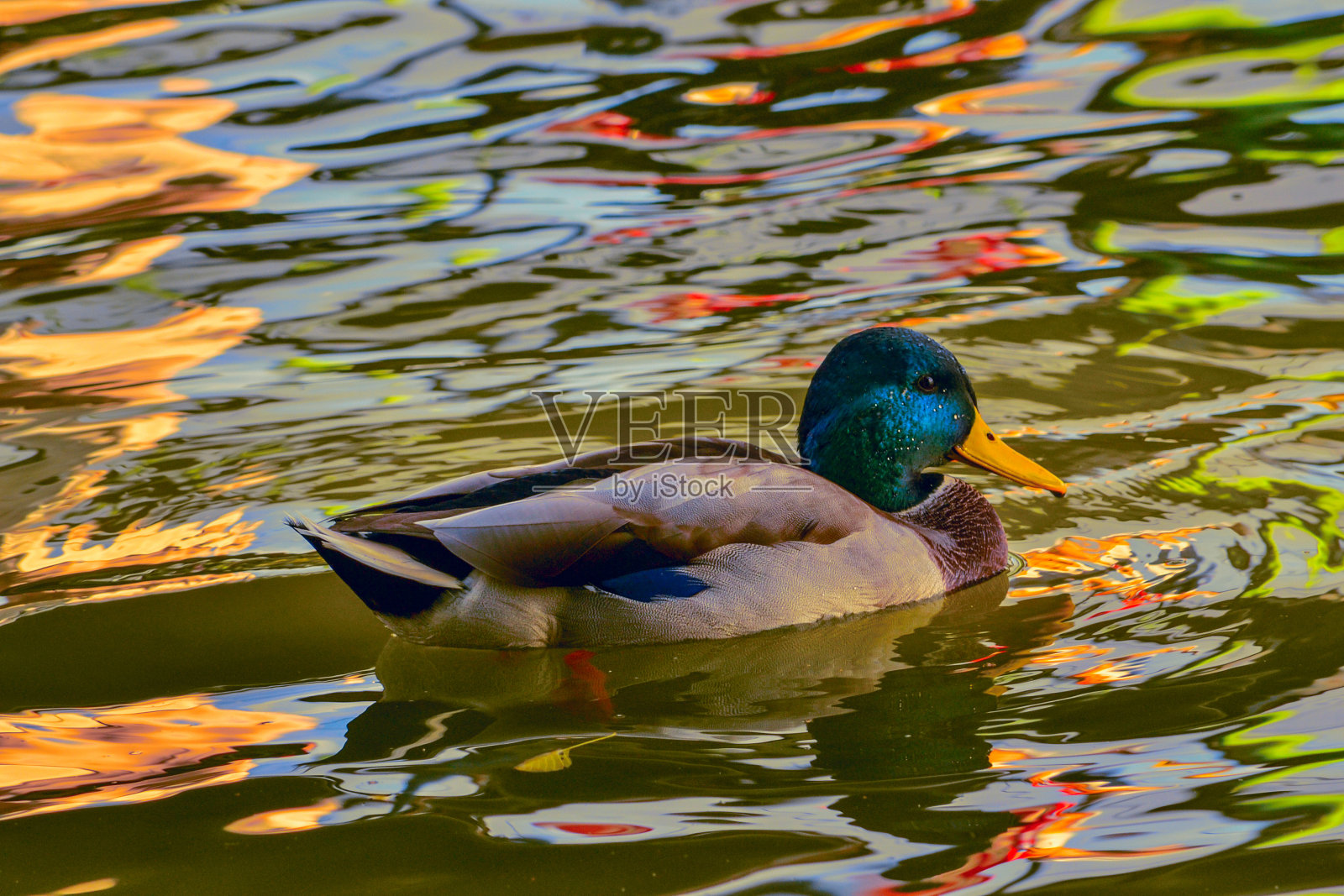彩色的普通鸭子在彩色的水中照片摄影图片