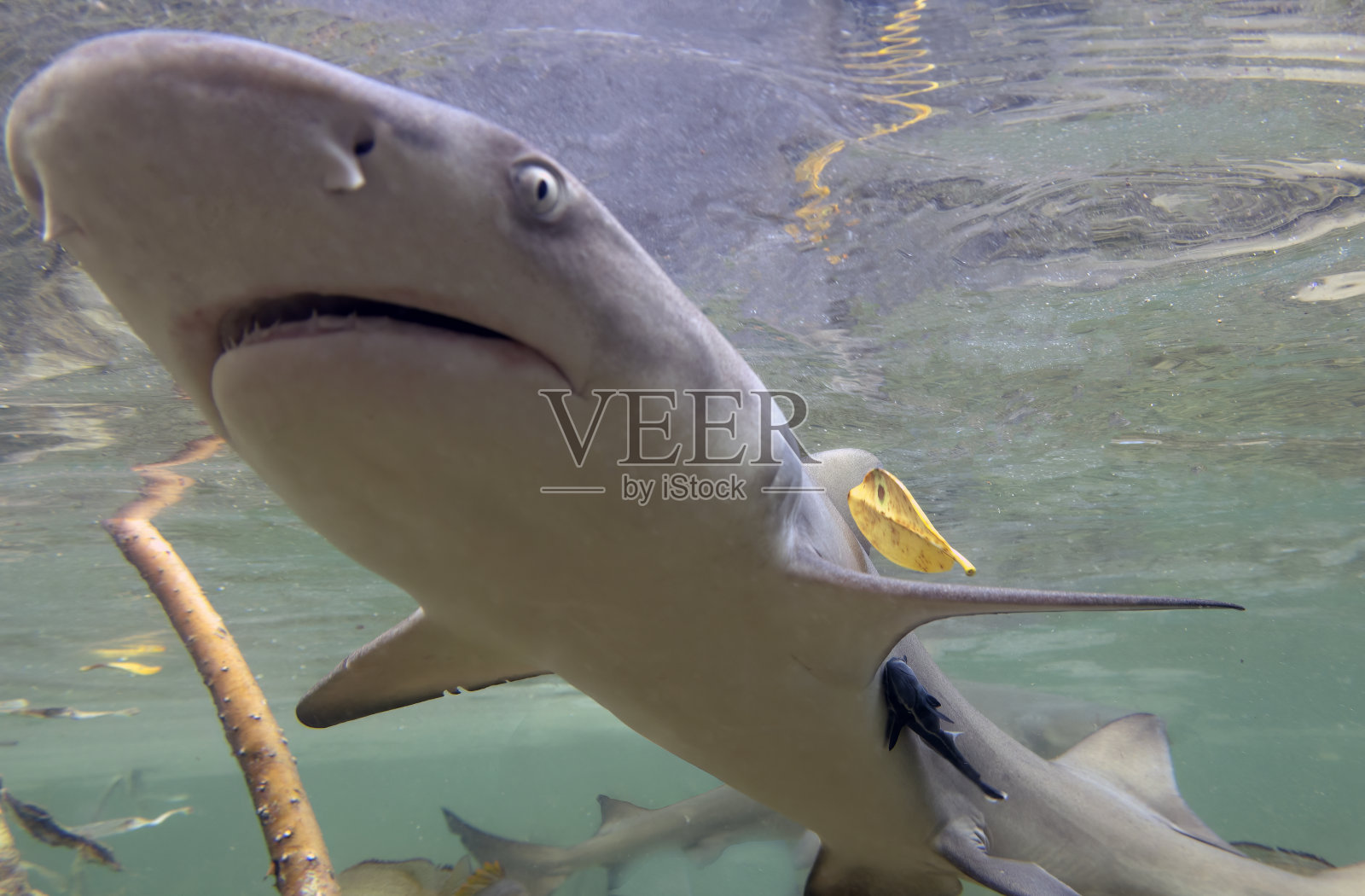 巴哈马群岛北比米尼红树林中的幼柠檬鲨(Negaprion brevirostris)照片摄影图片