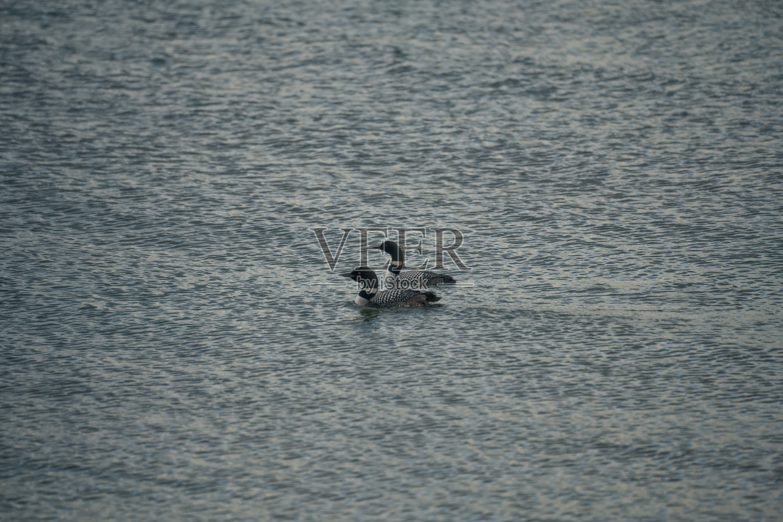 潜鸟在冰岛Thingevellir湖游泳照片摄影图片