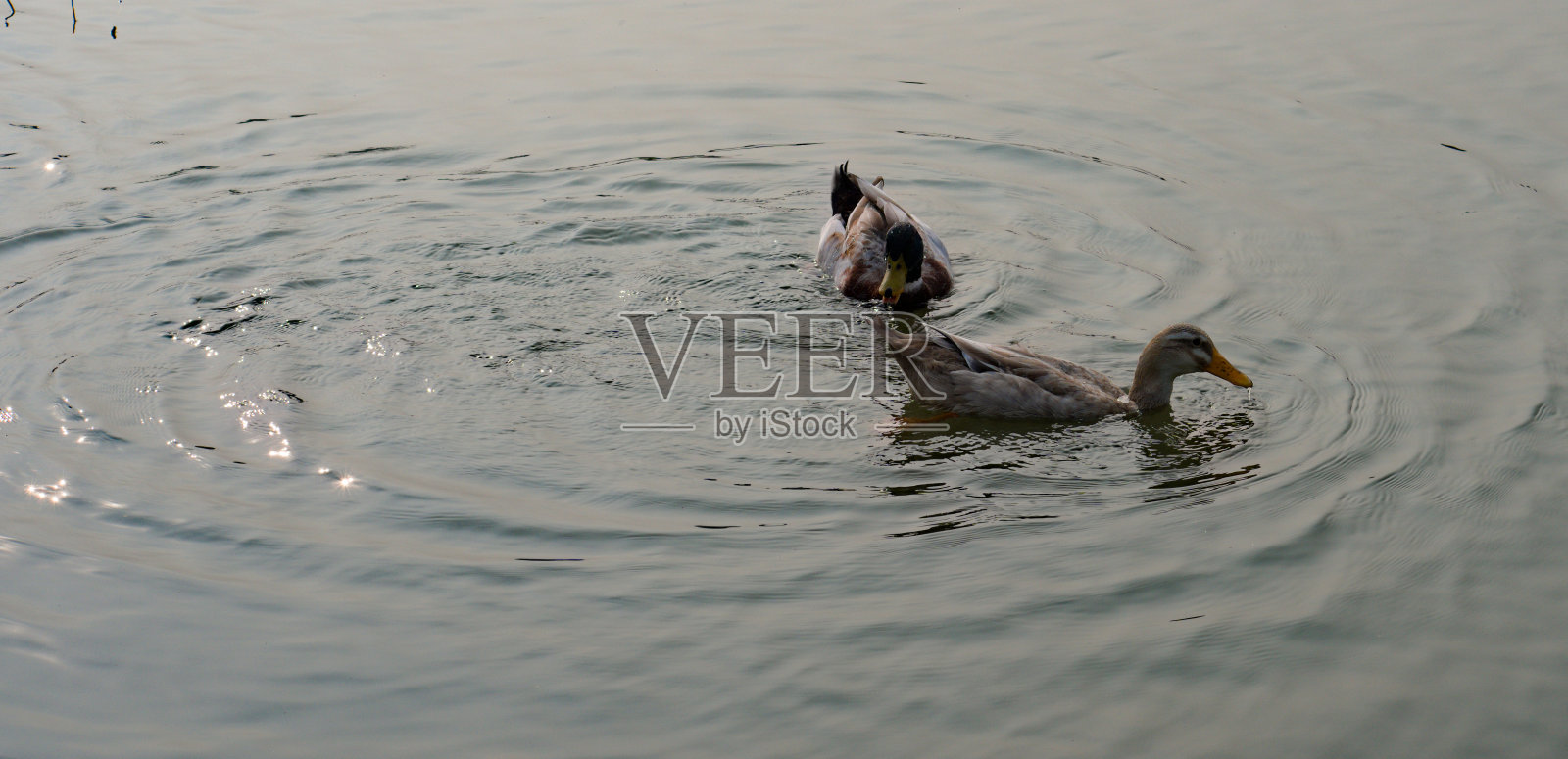 17.12.2022一对鸭子在水里游泳。照片摄影图片