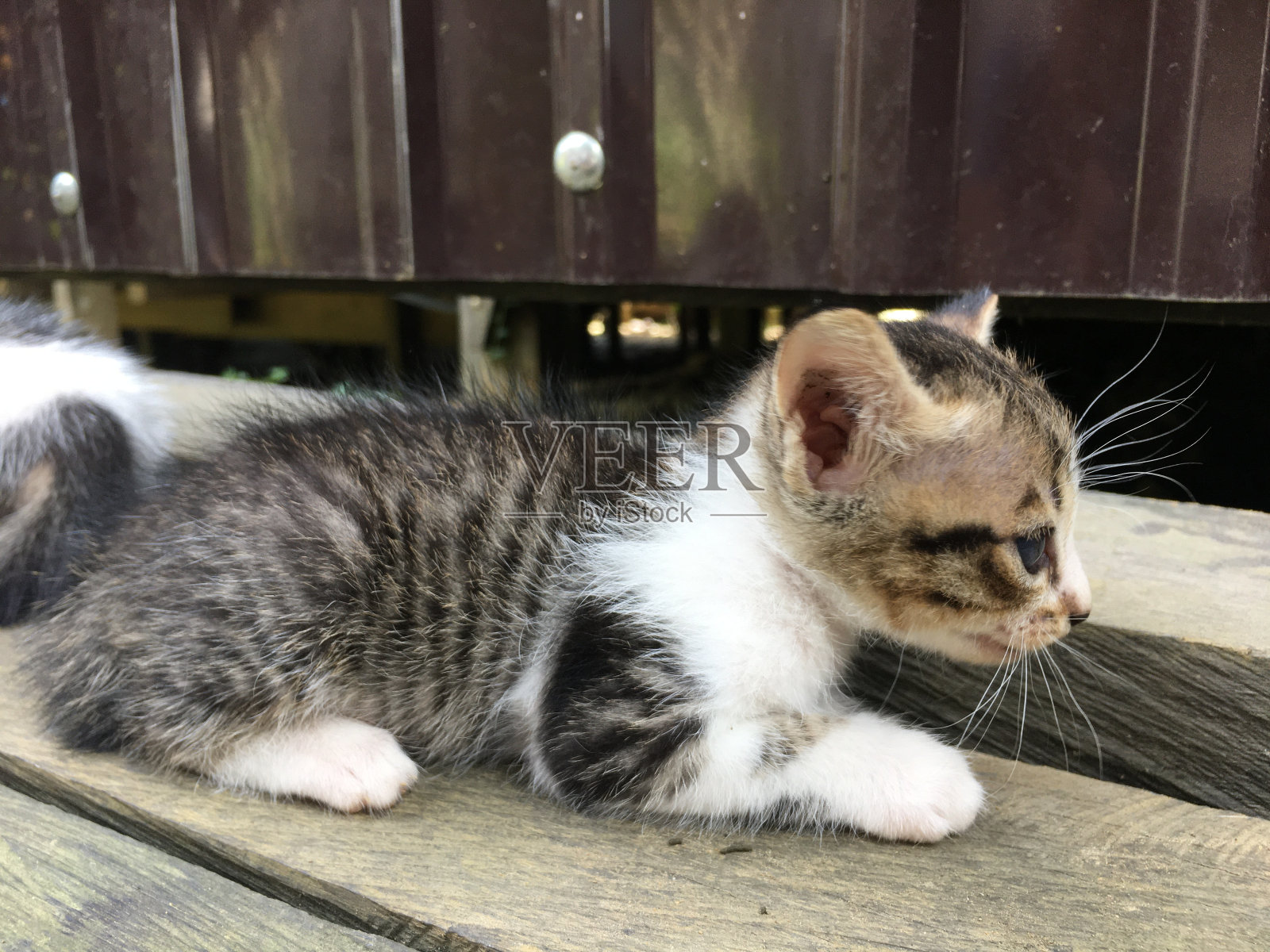 热带家猫。照片摄影图片