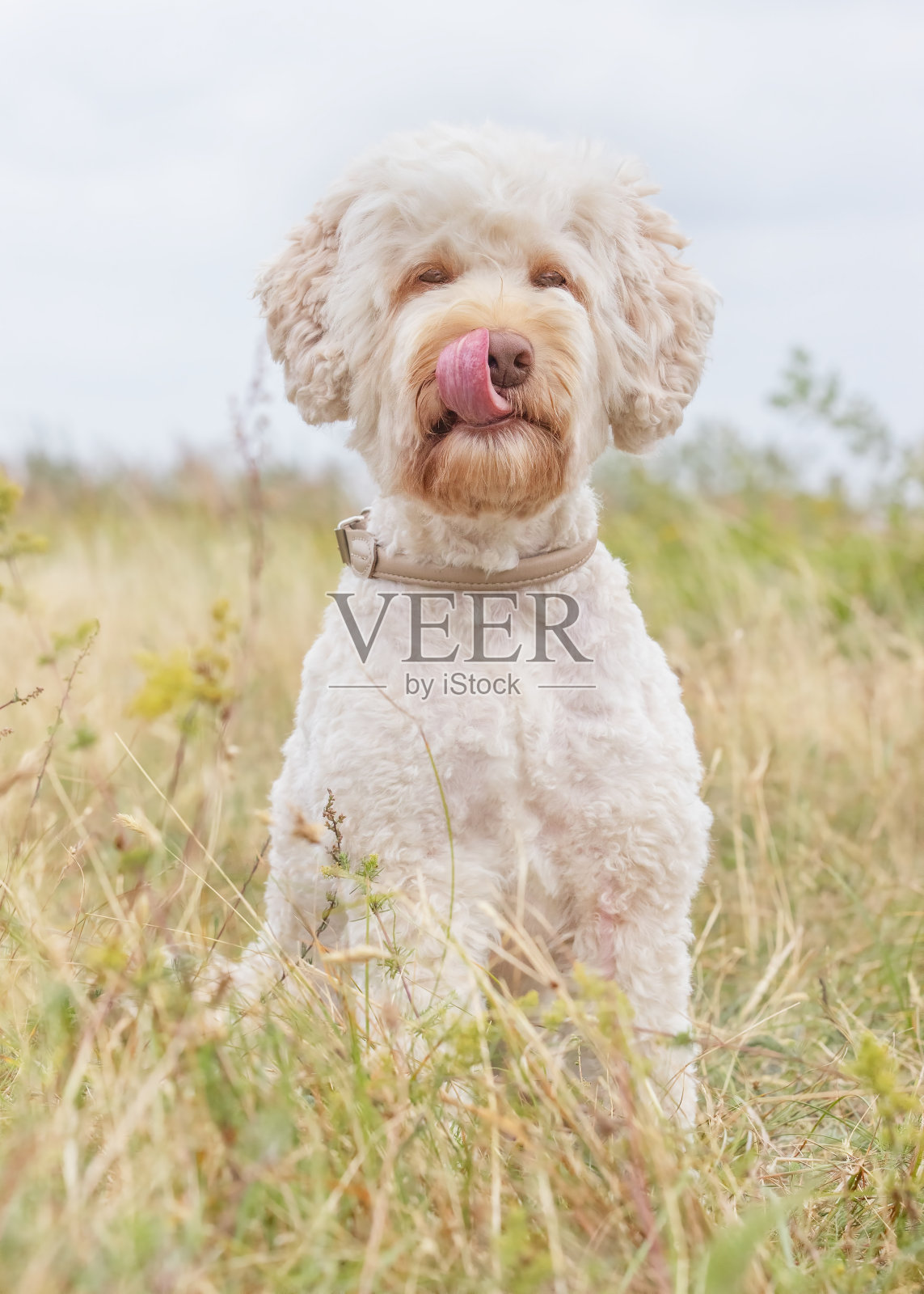 漂亮的狗照片摄影图片