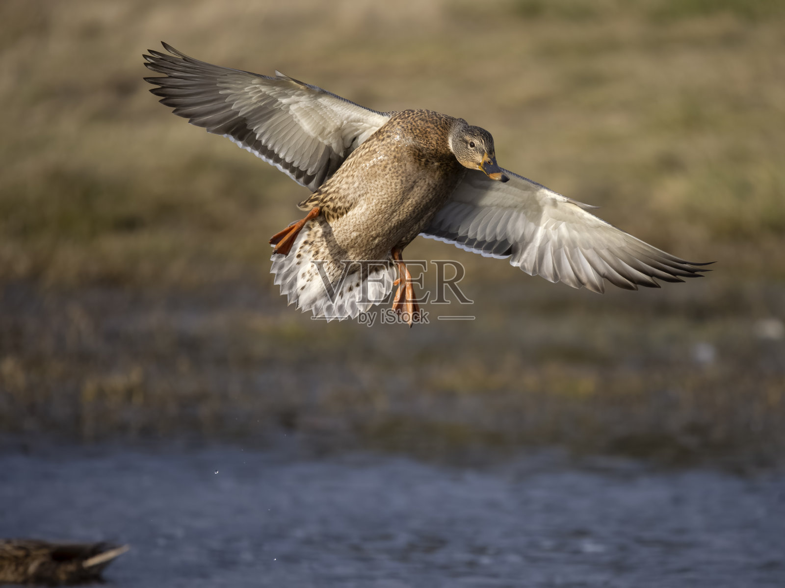 绿头鸭，绿头鸭照片摄影图片