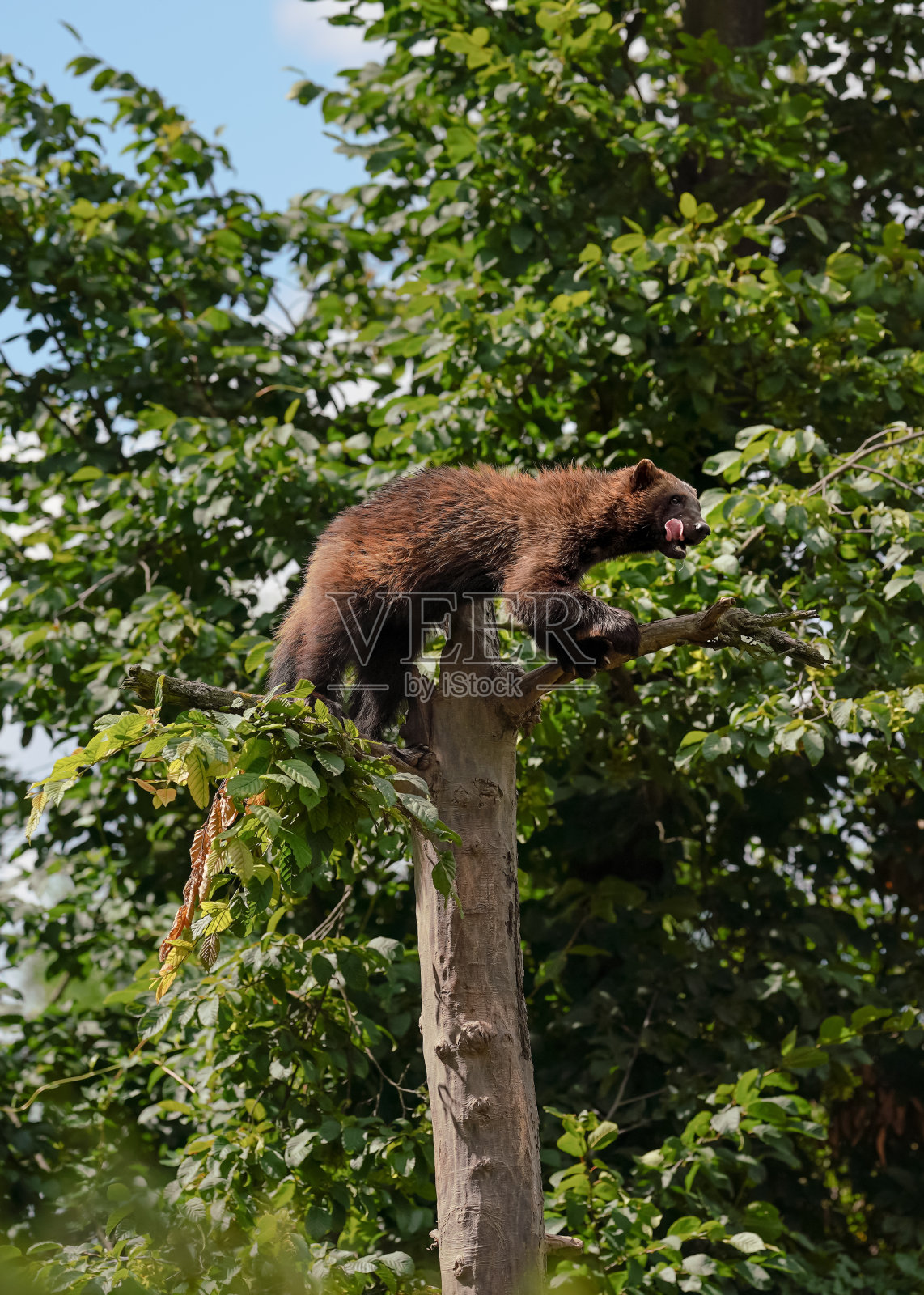 狼獾又名狼獾- Gulo Gulo -休息在干燥的树顶部，模糊的森林和天空背景照片摄影图片