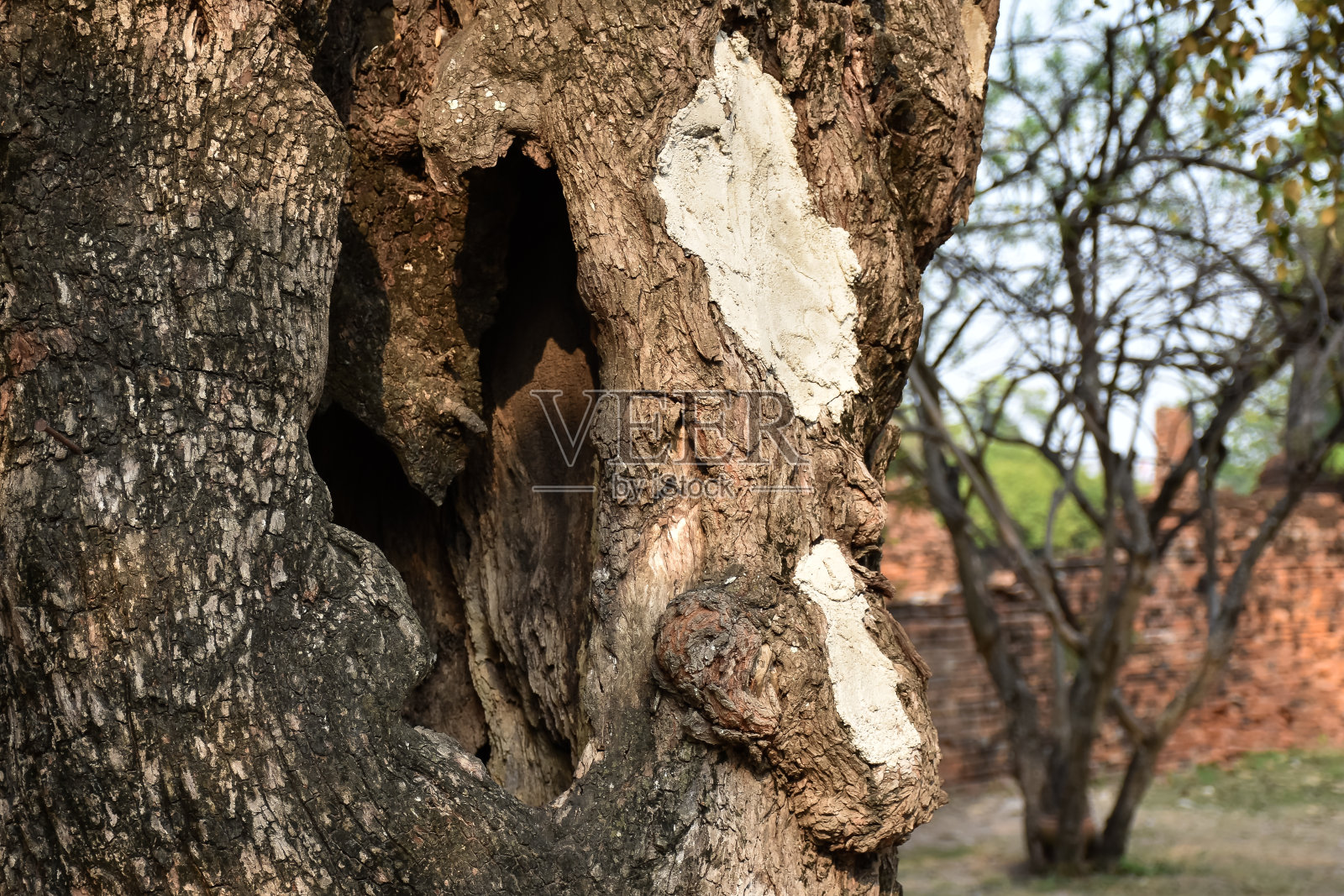 公园里一棵老树树干上的洞。照片摄影图片