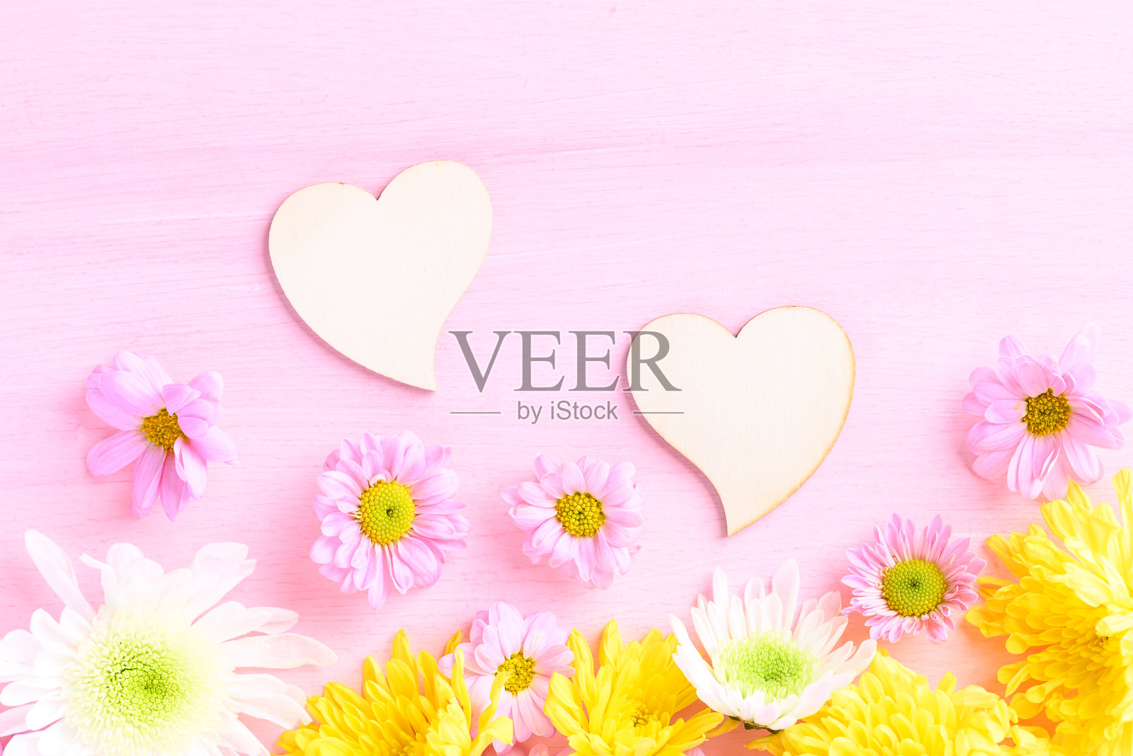 菊花在粉红色的背景，爱的情人节概念照片摄影图片