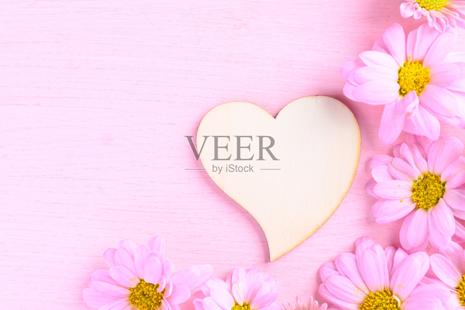 粉红色的菊花在粉红色的背景，爱的情人节概念照片摄影图片