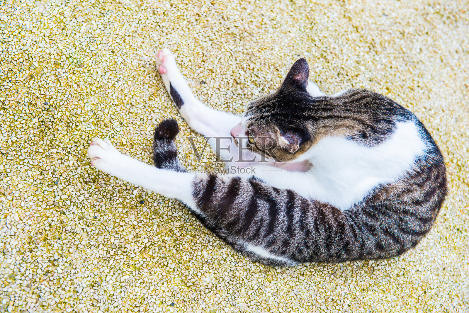 地板上的泰国猫照片摄影图片