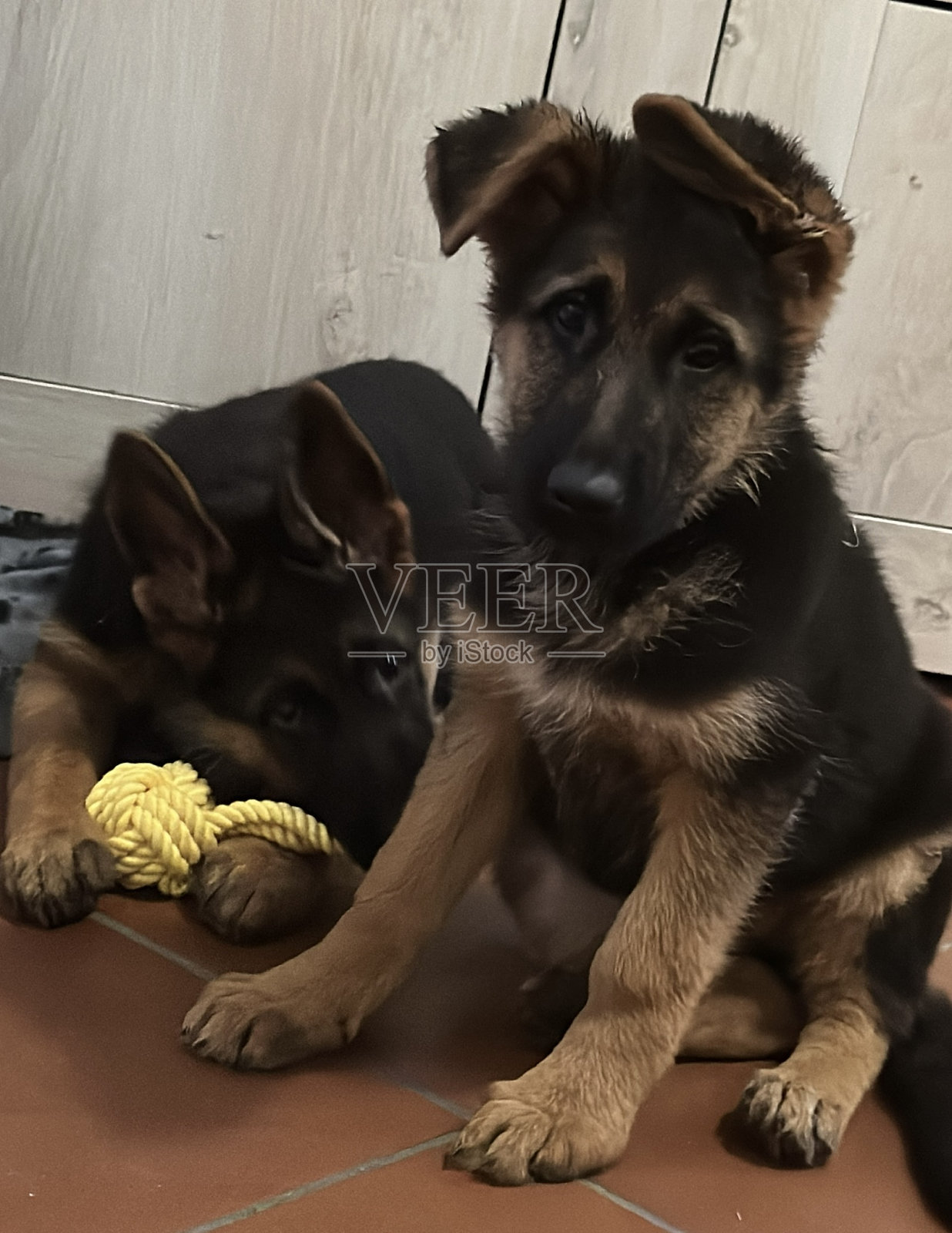 小的狗照片摄影图片