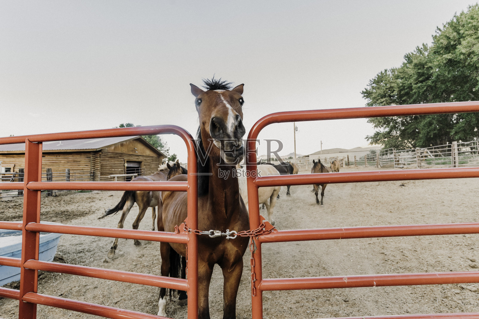 在农场或牧场的围栏里，一匹马从大门向外窥视照片摄影图片
