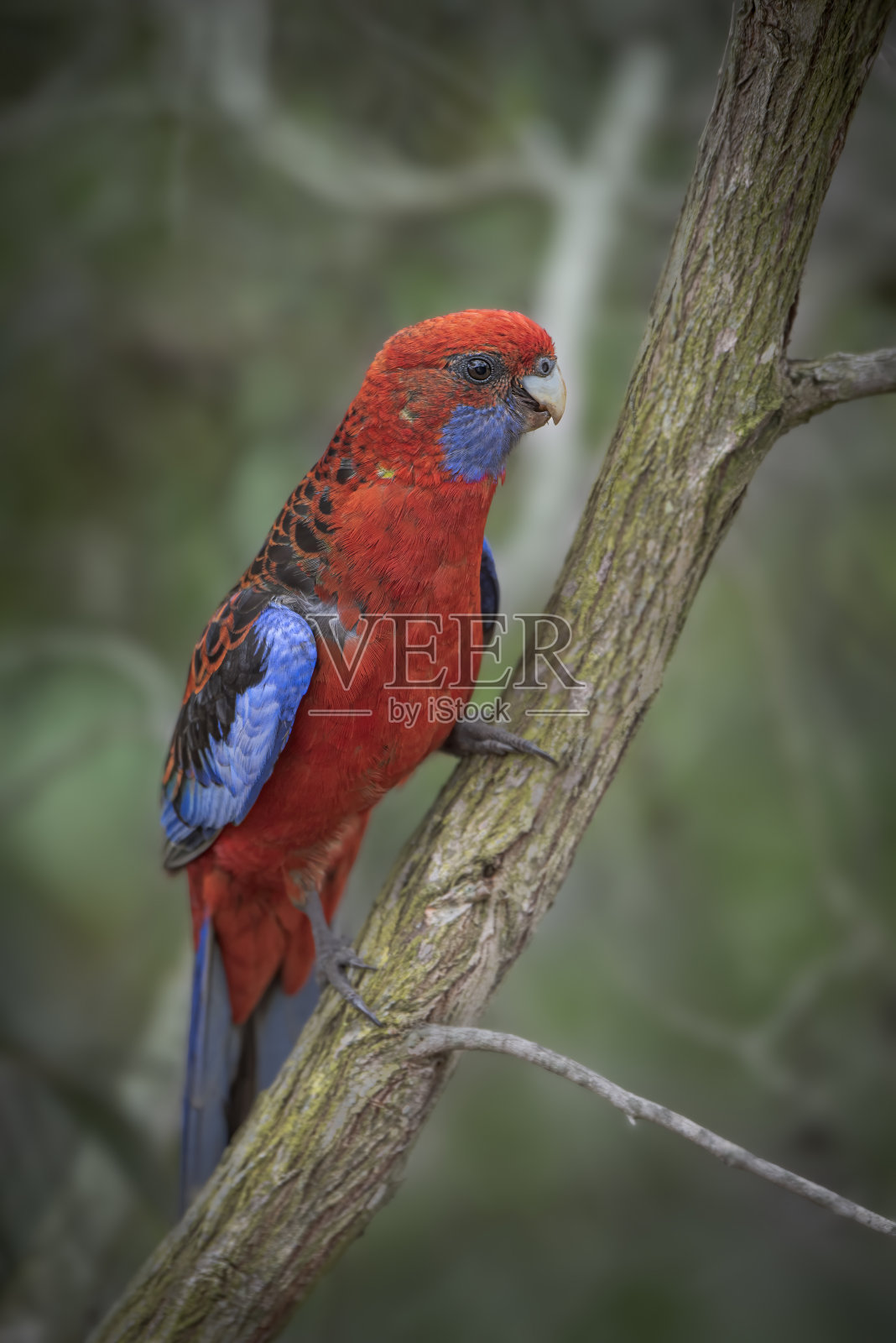 绯红罗塞拉（秀丽隐杆线虫）照片摄影图片