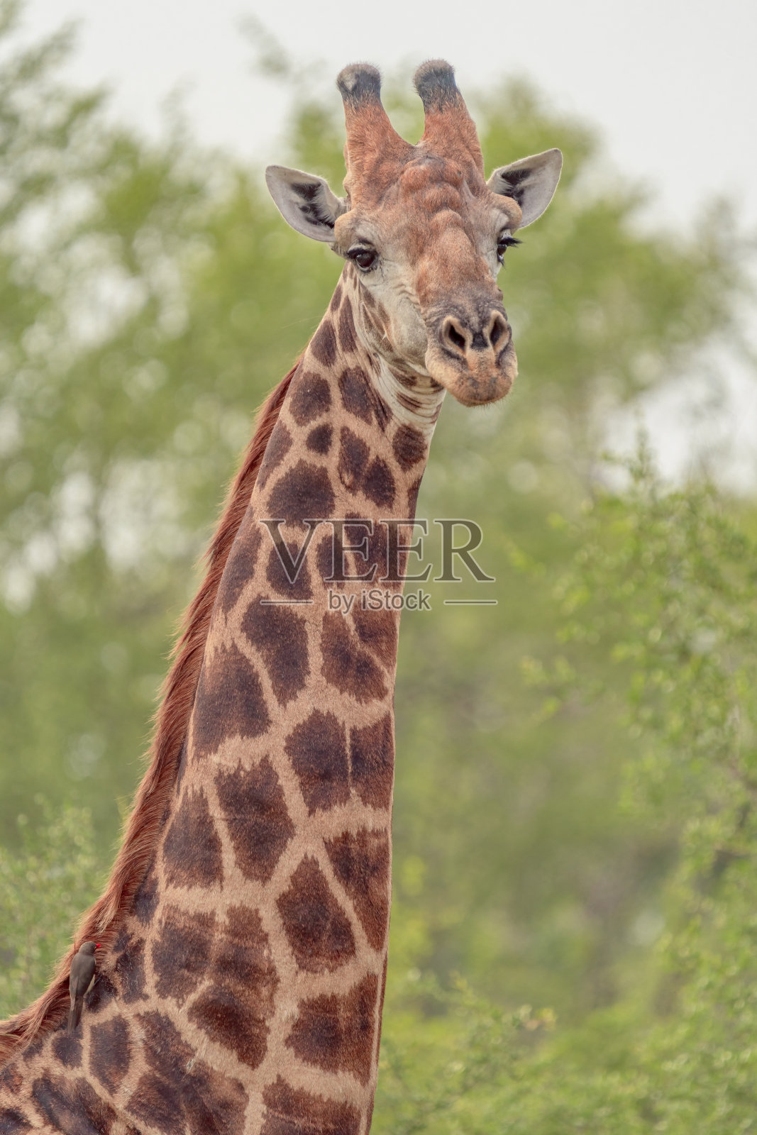 长颈鹿照片摄影图片