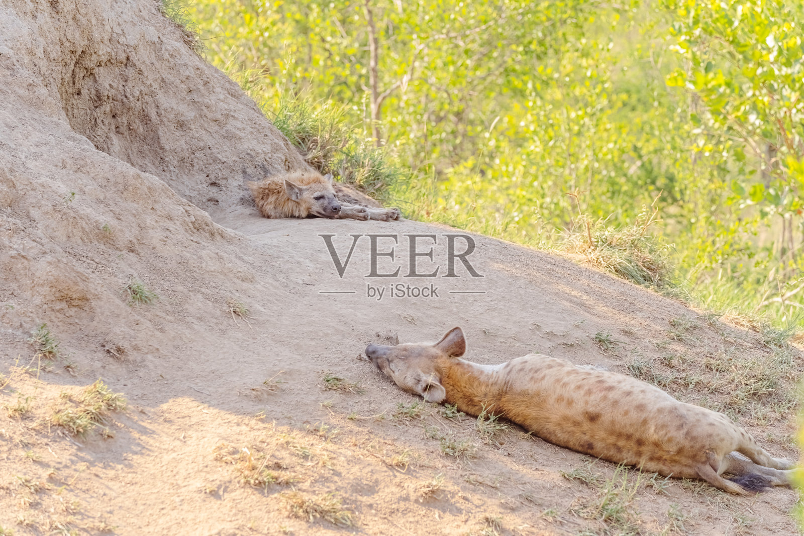 鬣狗妈妈和幼崽照片摄影图片